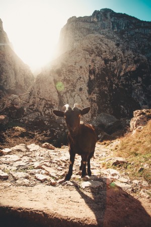 Una capra posa per una foto 