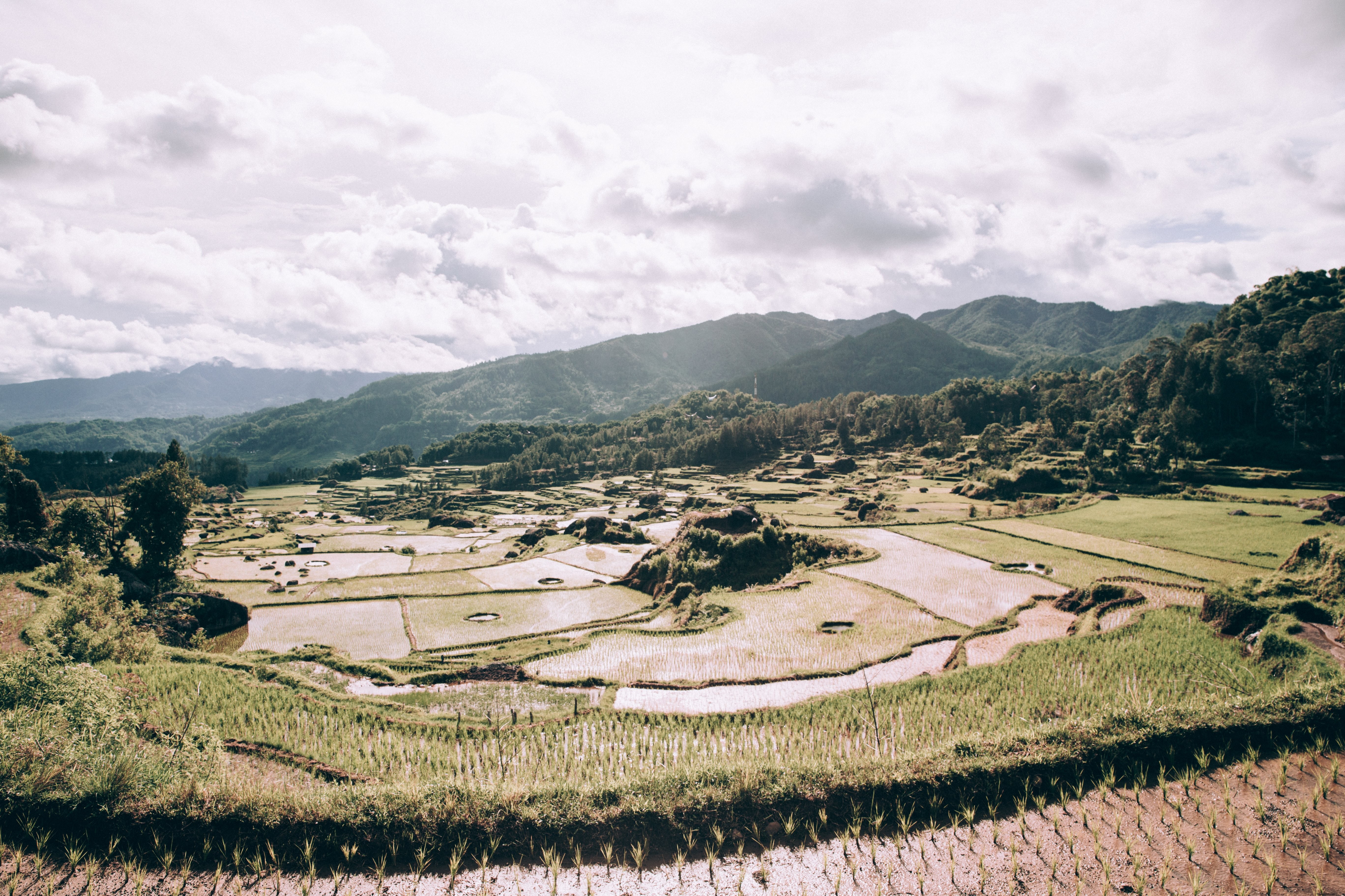 Pemandangan Dipenuhi Dengan Sawah Berjemur Di Bawah Sinar Matahari Foto 