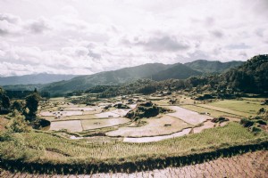 Paesaggio pieno di risaie crogiolate al sole Photo 
