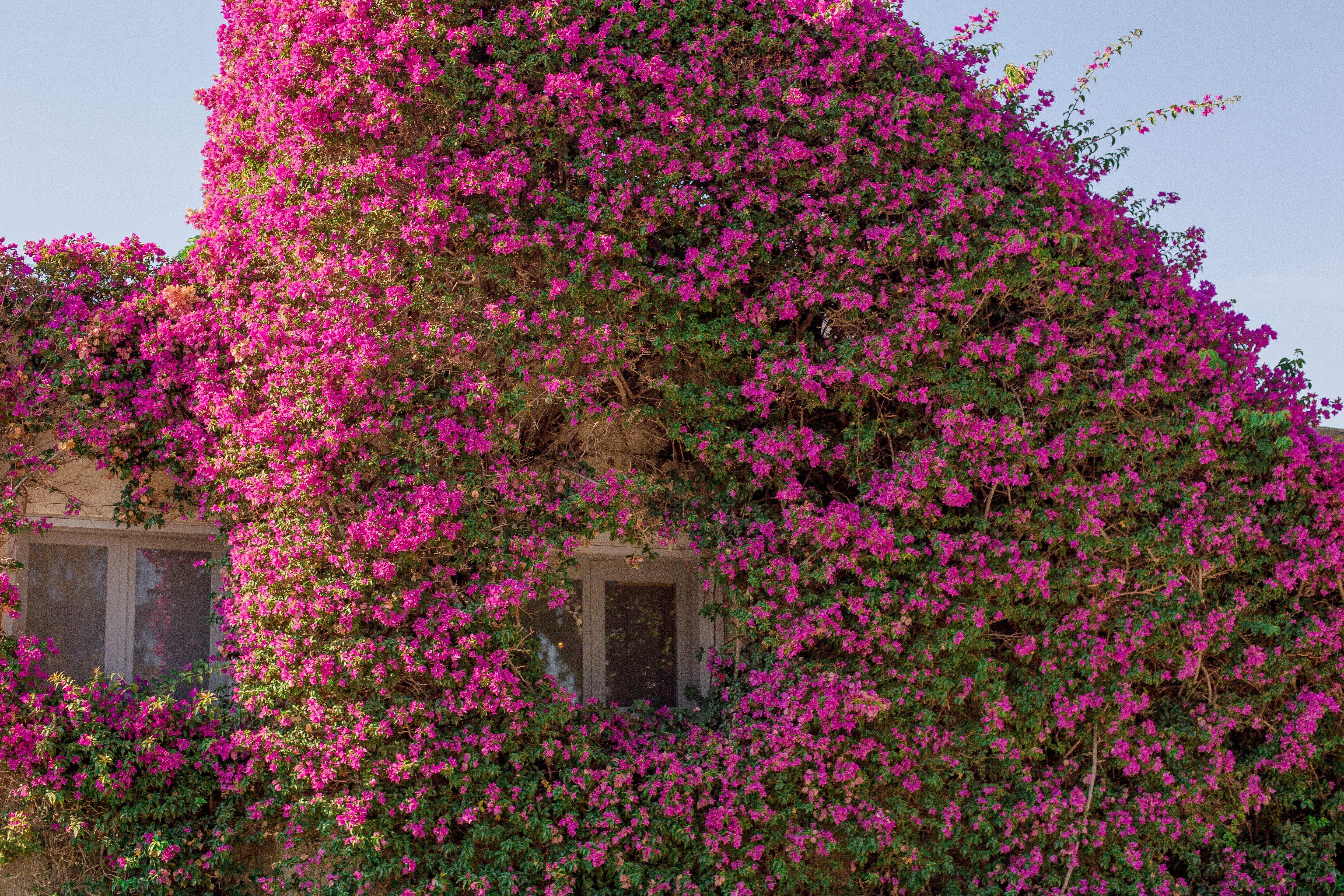 Fenêtre donnant sur un bâtiment couvert de fleurs Photo 