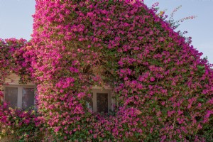 Fenêtre donnant sur un bâtiment couvert de fleurs Photo 
