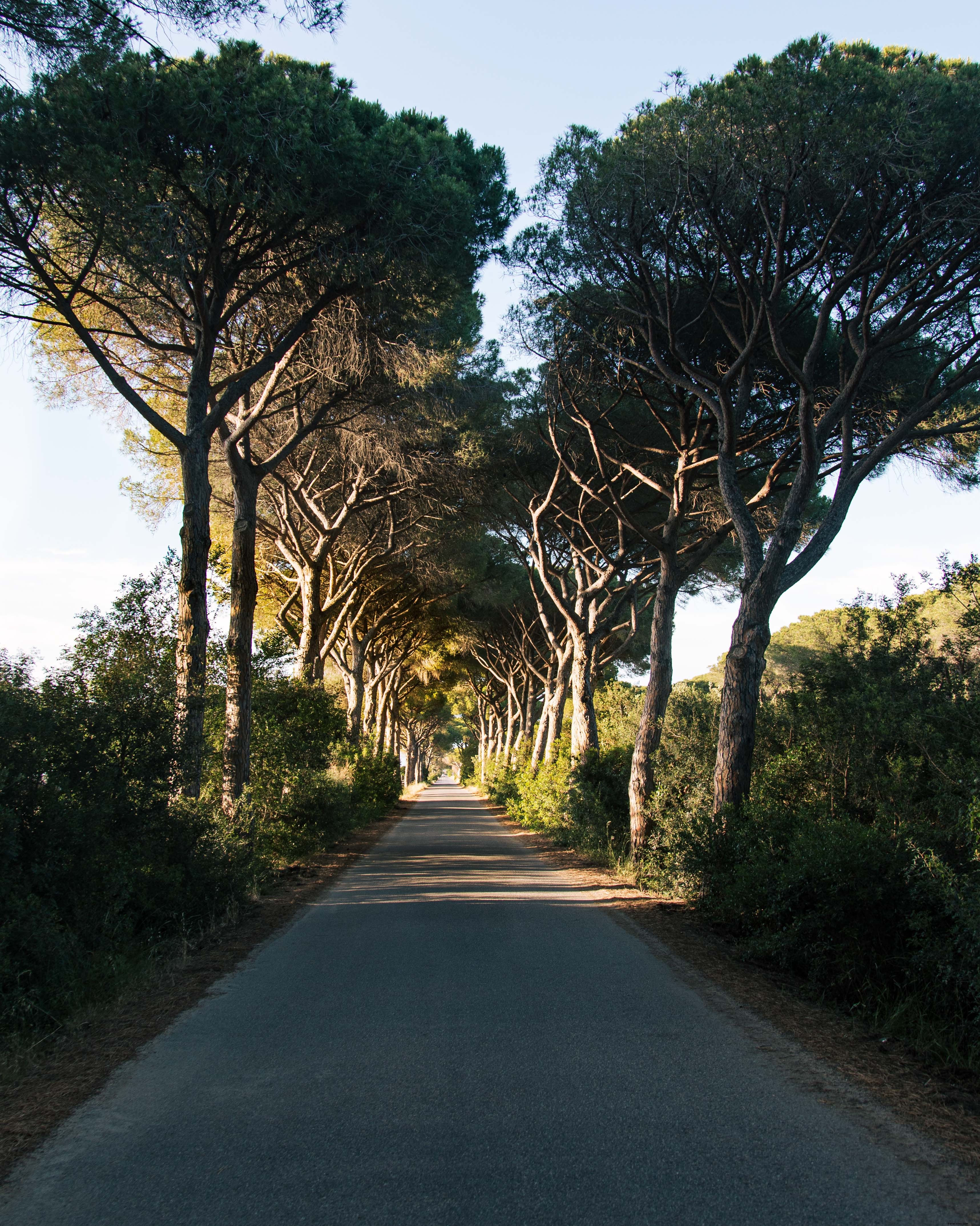 Alberi a guardia di una lunga strada foto 