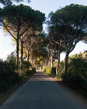 Árvores protegem uma longa estrada 