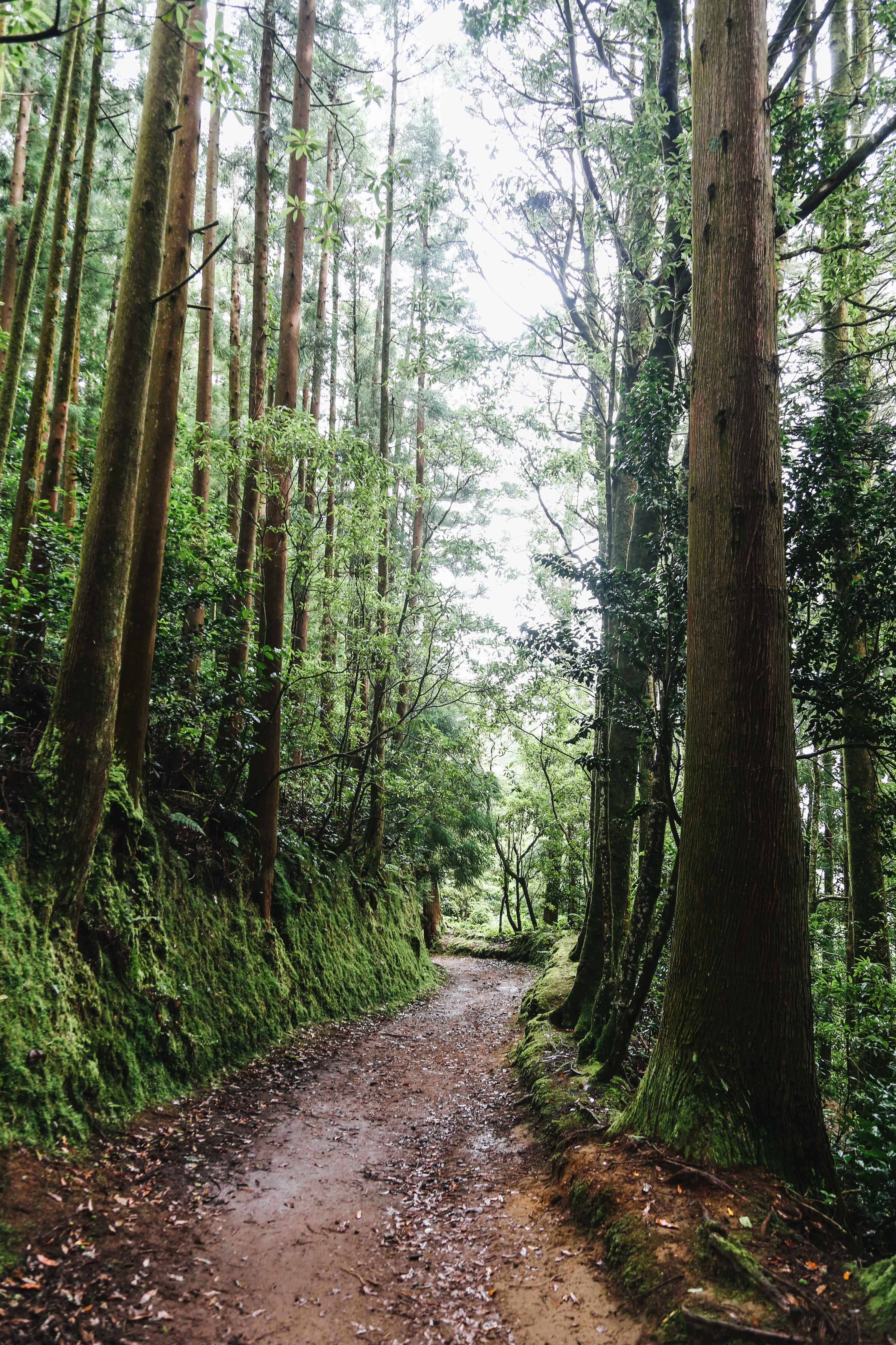 Foto de caminhada na floresta vazia cercada por árvores 