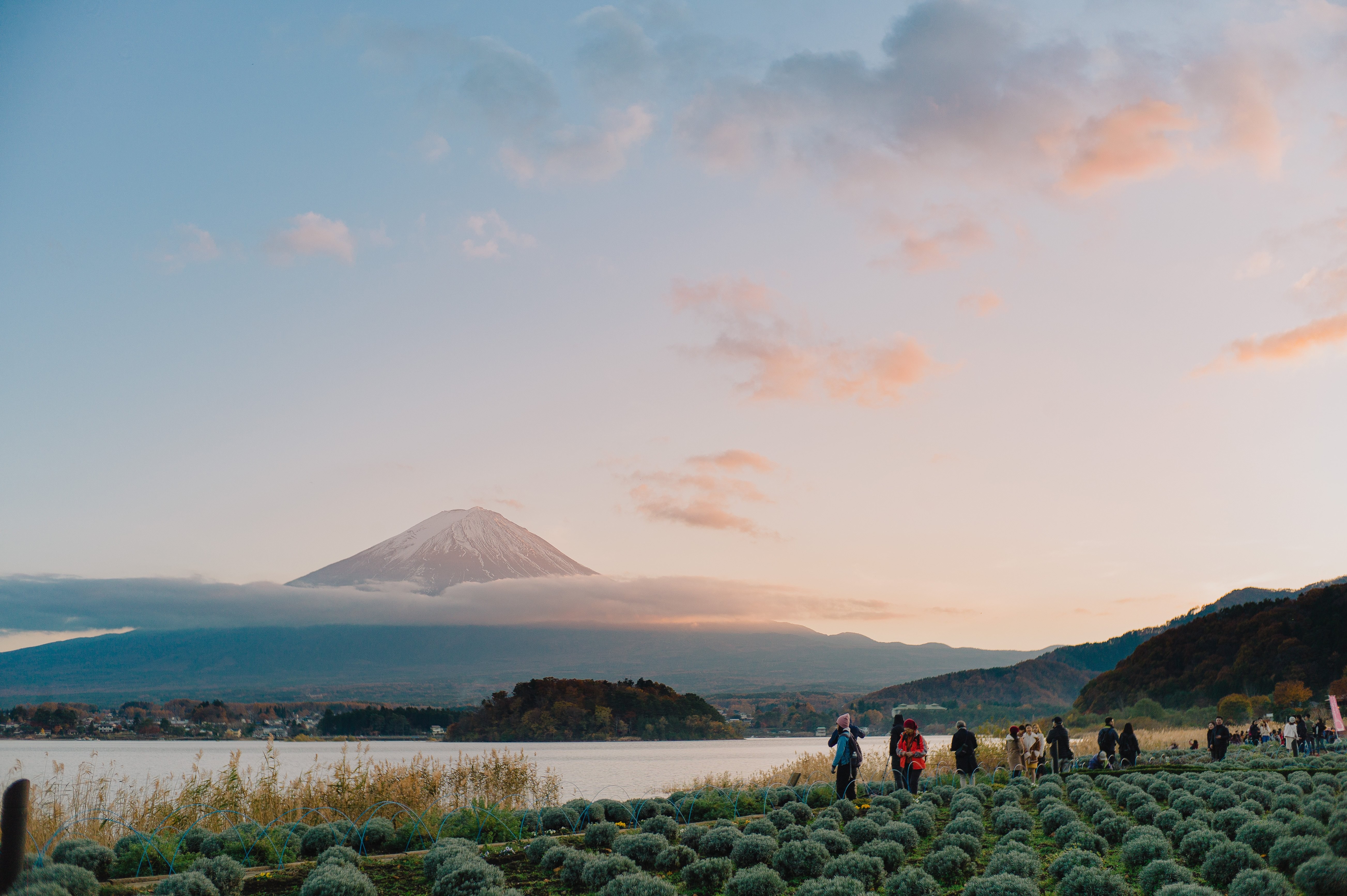 丸い植物が並んでいる畑に立っている人写真 