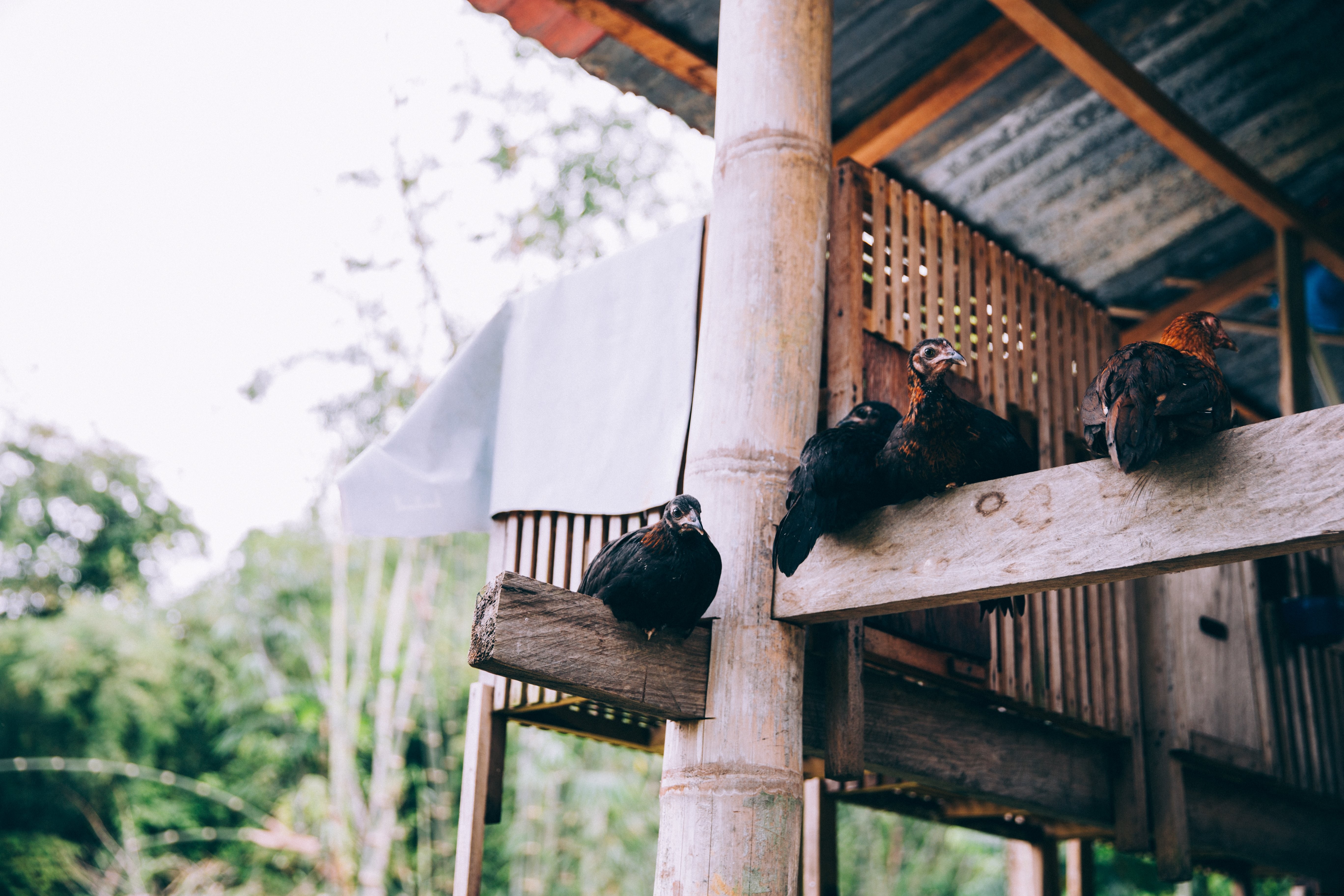 Foto de pássaros empoleirados em vigas de madeira do templo indonésio 