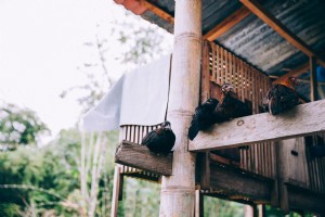 Uccelli appollaiati su travi di legno del tempio indonesiano foto 