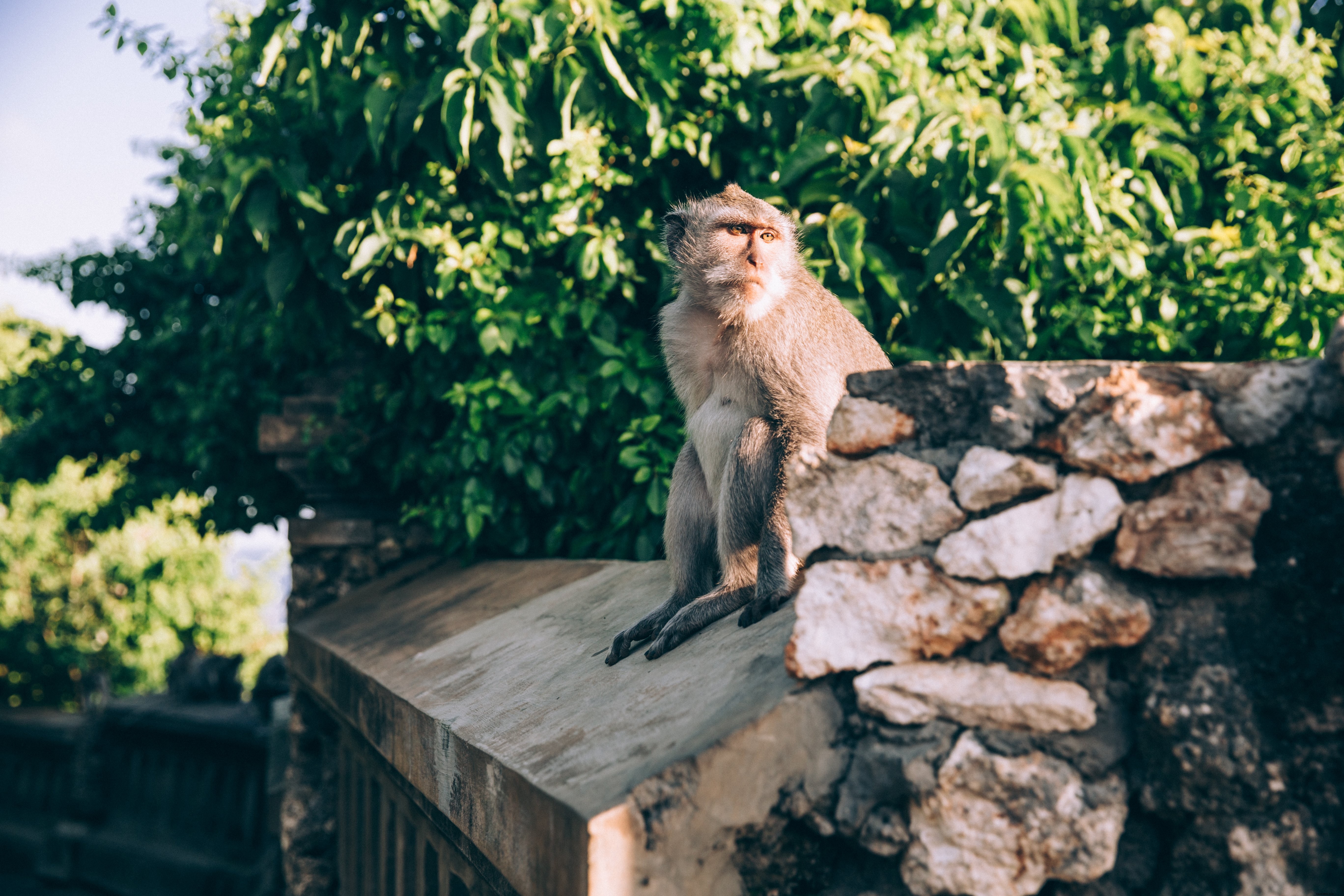 Singe assis sur une clôture en pierre Photo 