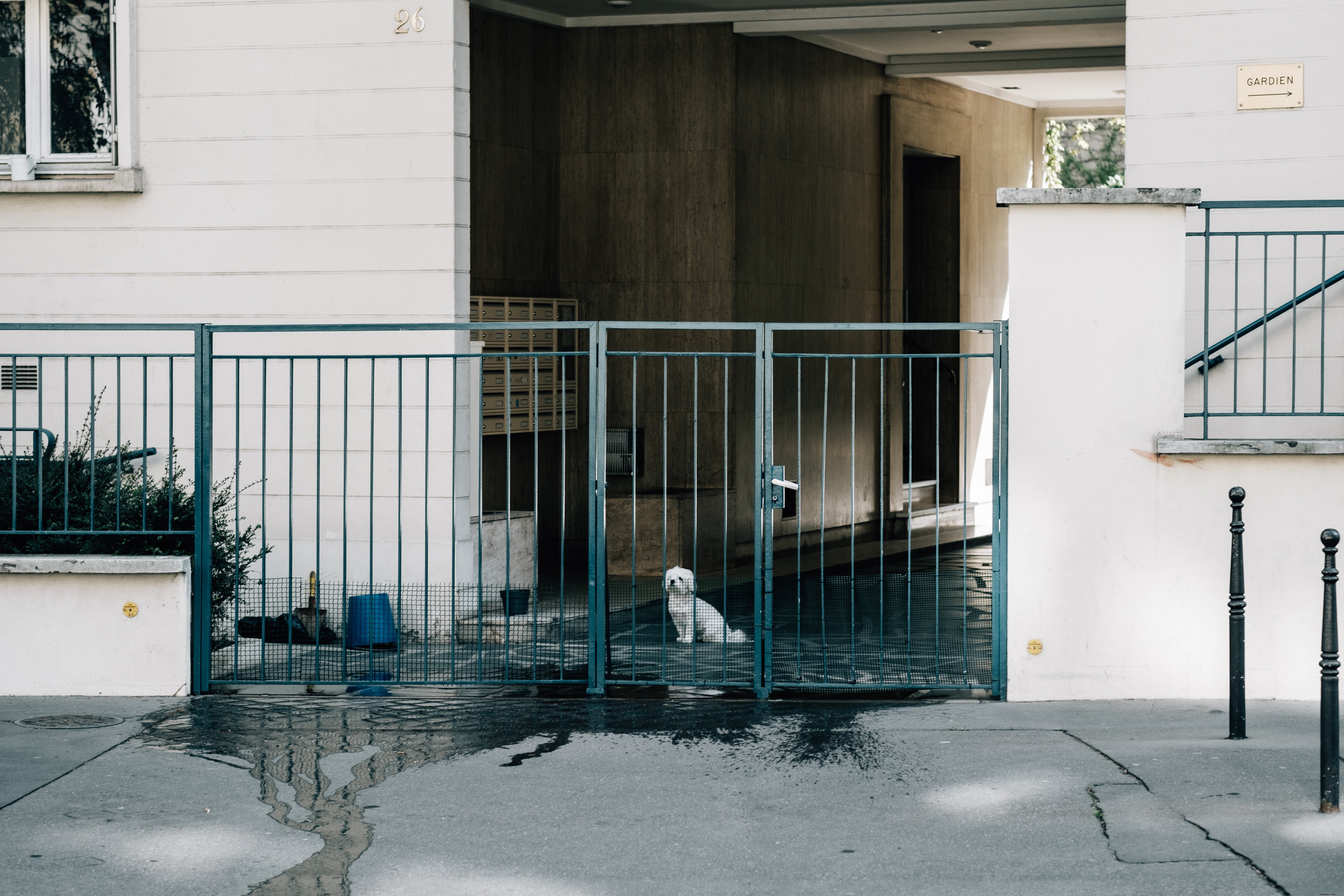 Pequeno cachorro espia através da cerca de metal azul do prédio branco. 