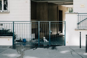 Petit chien jette un coup d œil à travers une clôture en métal bleu d un bâtiment blanc Photo 