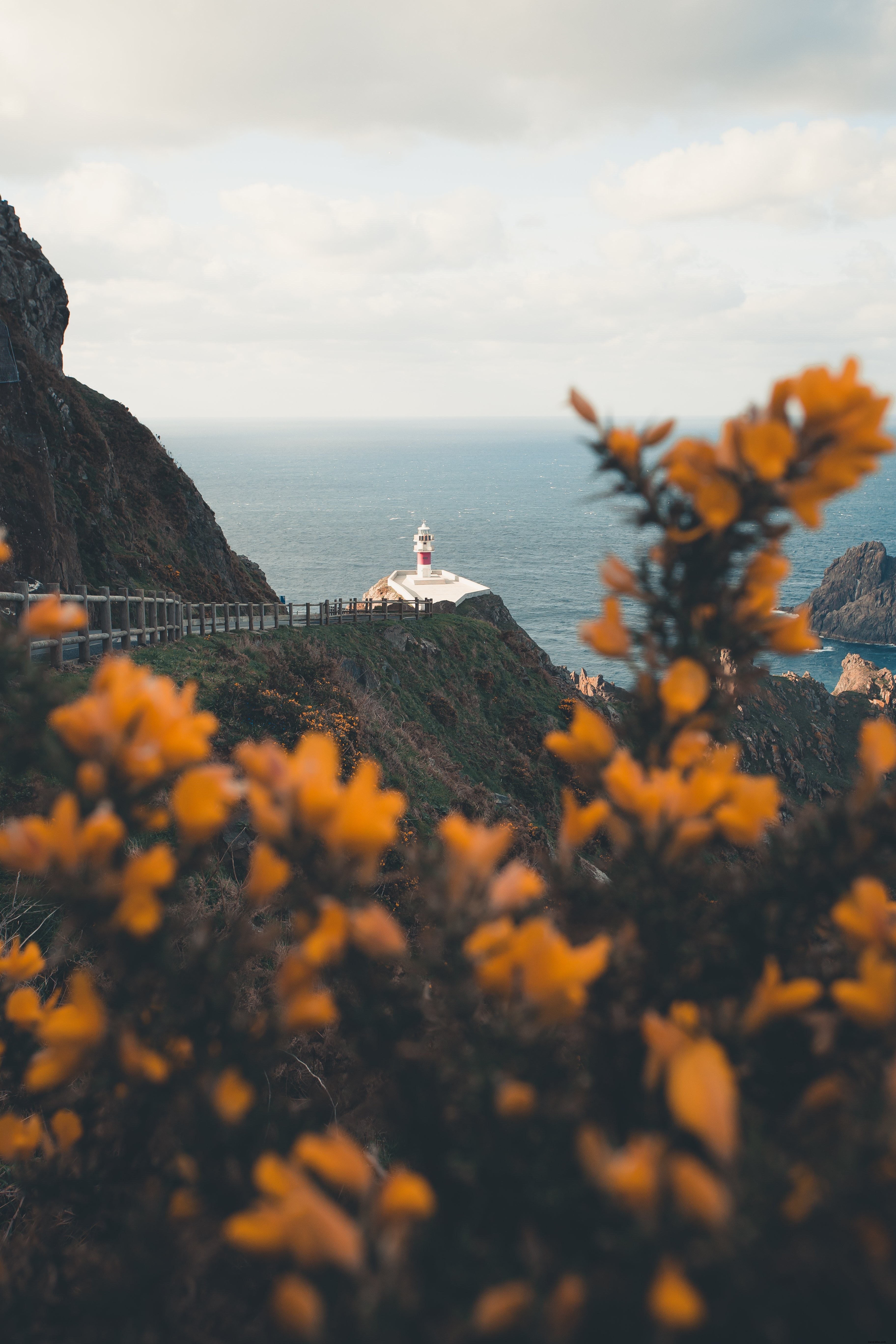 Phare au bord de l océan à travers des fleurs sur un arbre Photo 