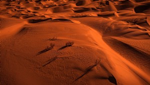Rolling Orange Sand con arbusti sparsi foto 