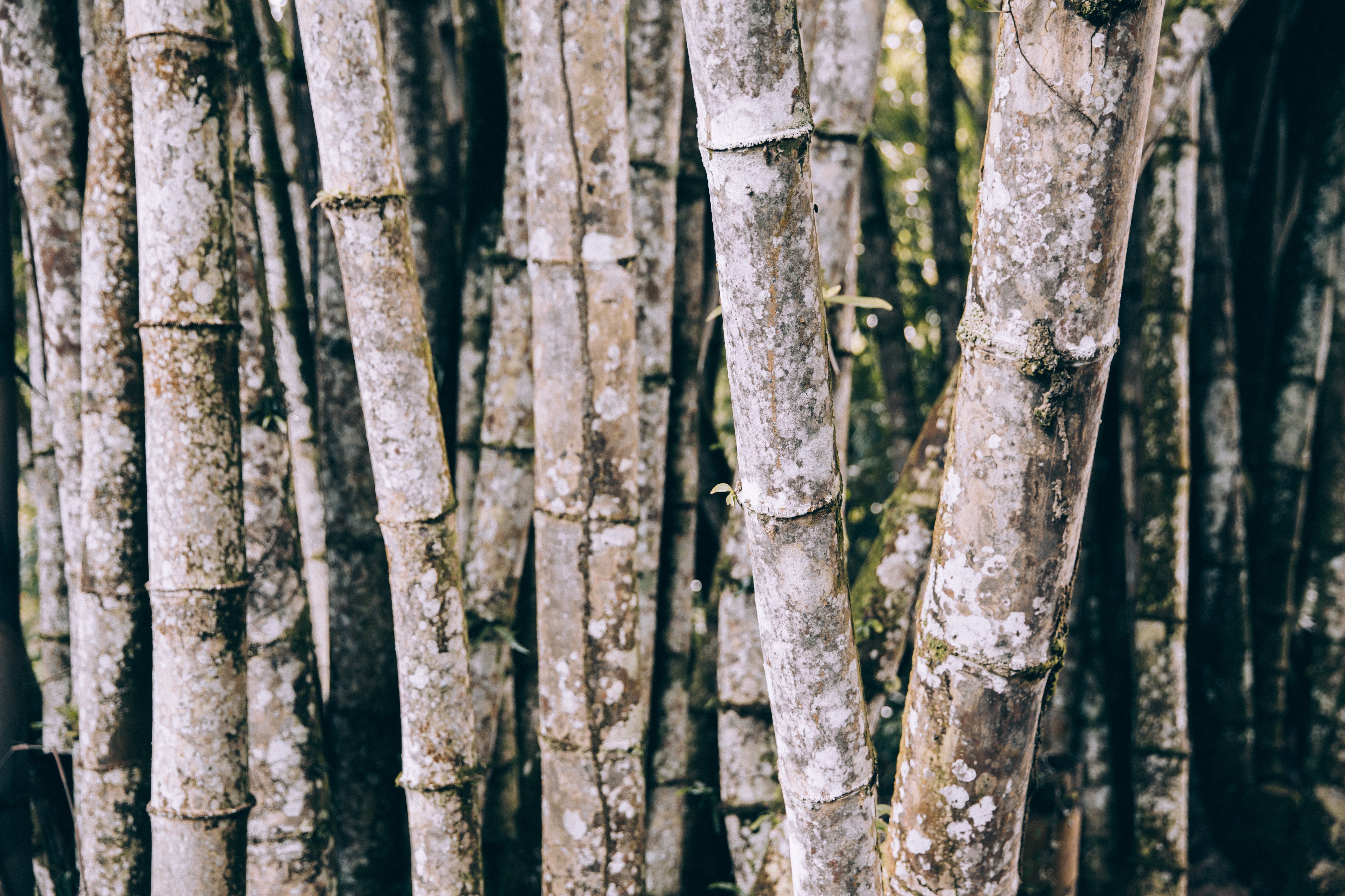 Troncs de bambou patinés et couverts de mousse Photo 