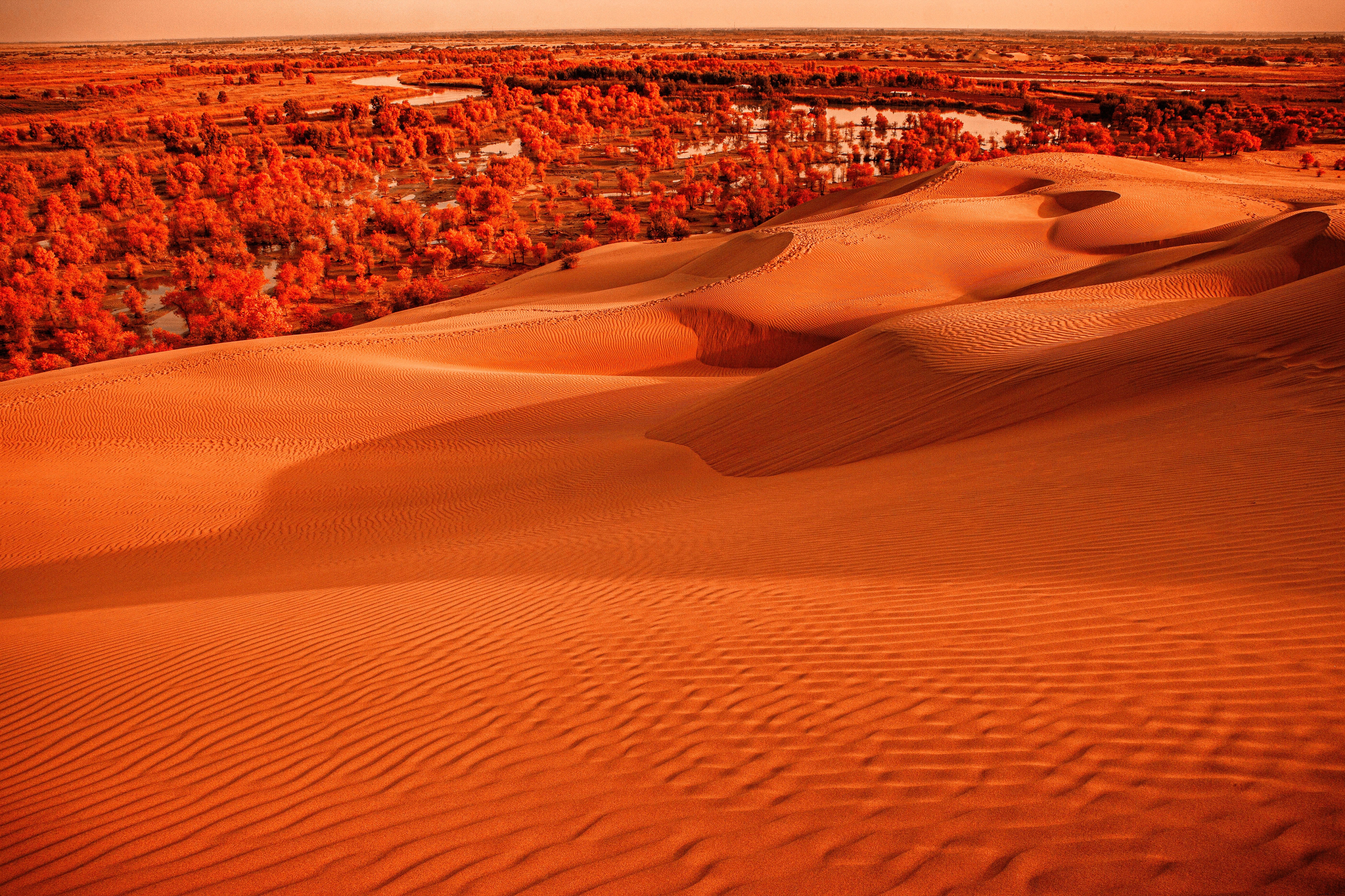 Foto de paisagem vibrante e laranja de dunas de areia e árvores 