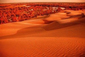 Foto de paisagem vibrante e laranja de dunas de areia e árvores 
