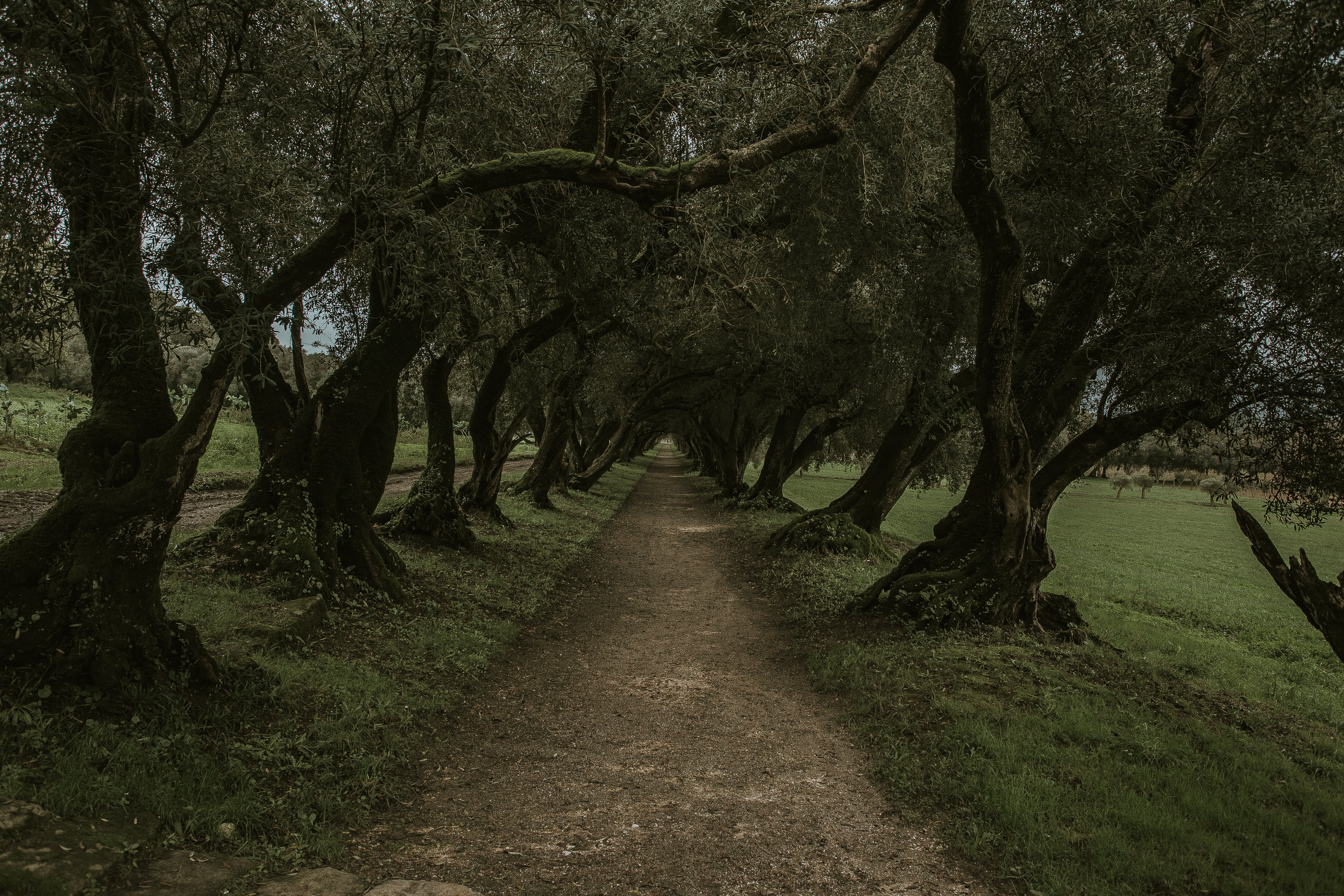 Foto de camino sombrío debajo de los árboles 