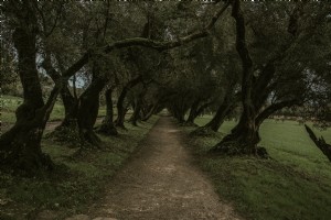 Chemin ombragé sous les arbres Photo 