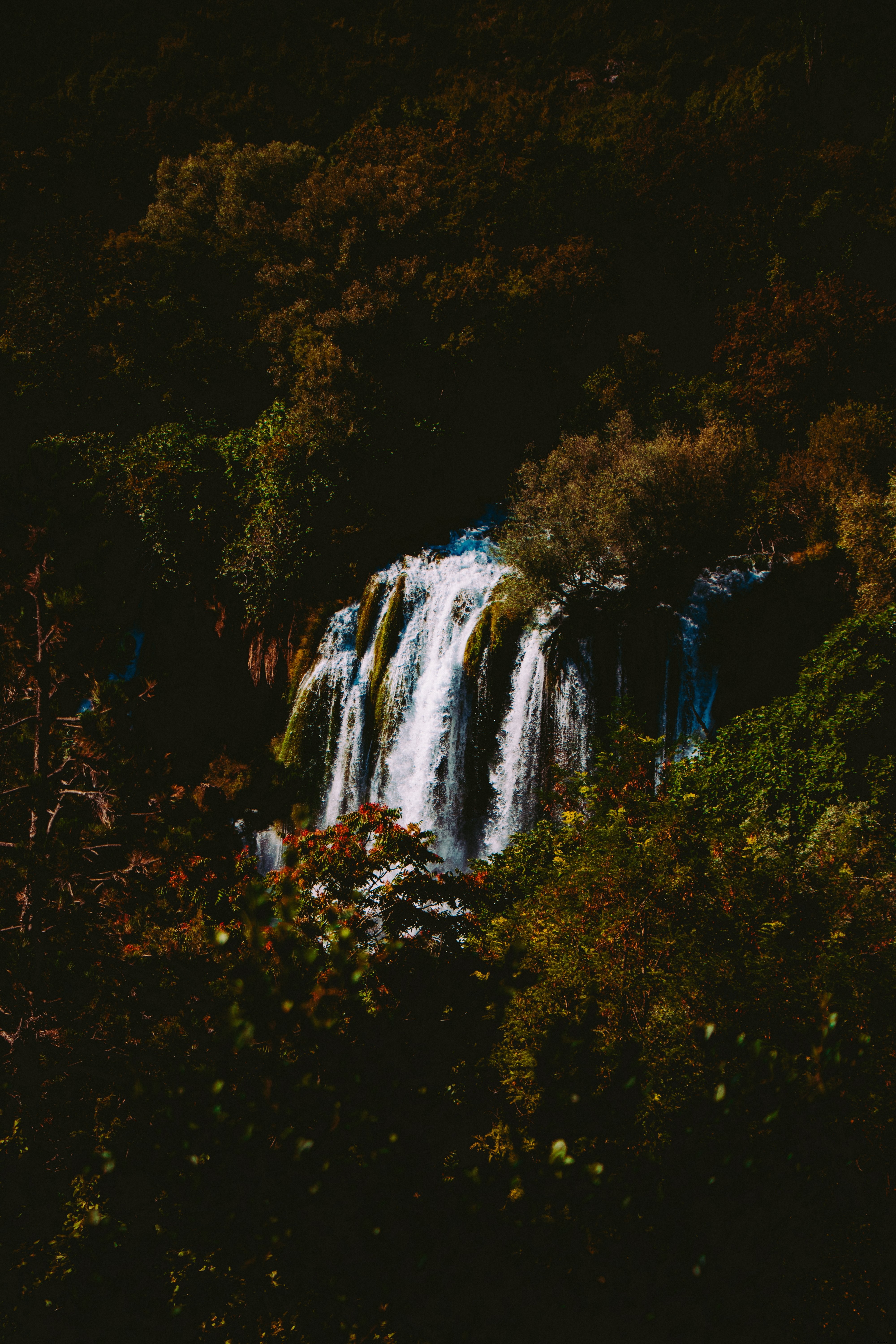 Cascade parmi la photo de forêt 