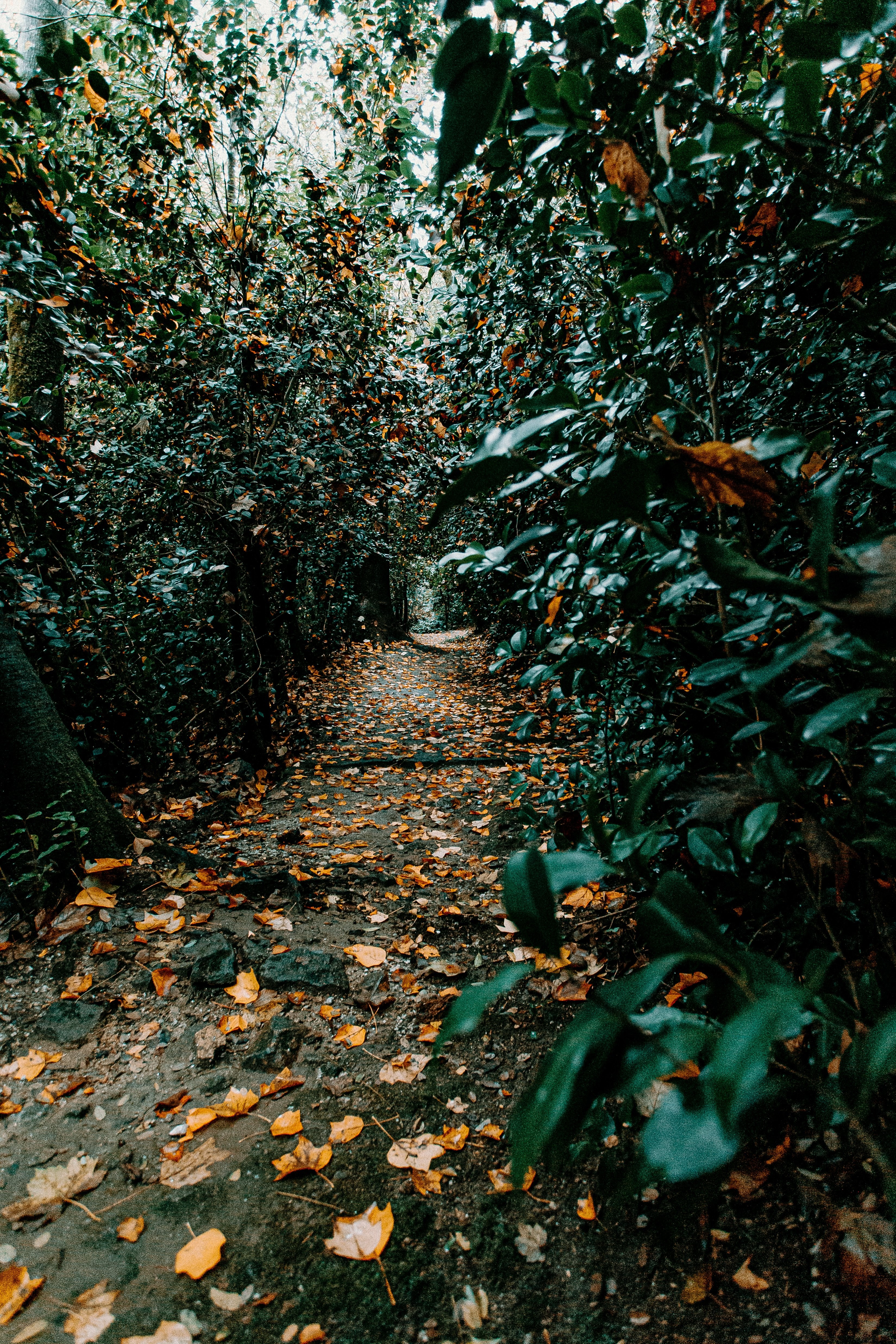 Foto de camino aislado dentro de los árboles 