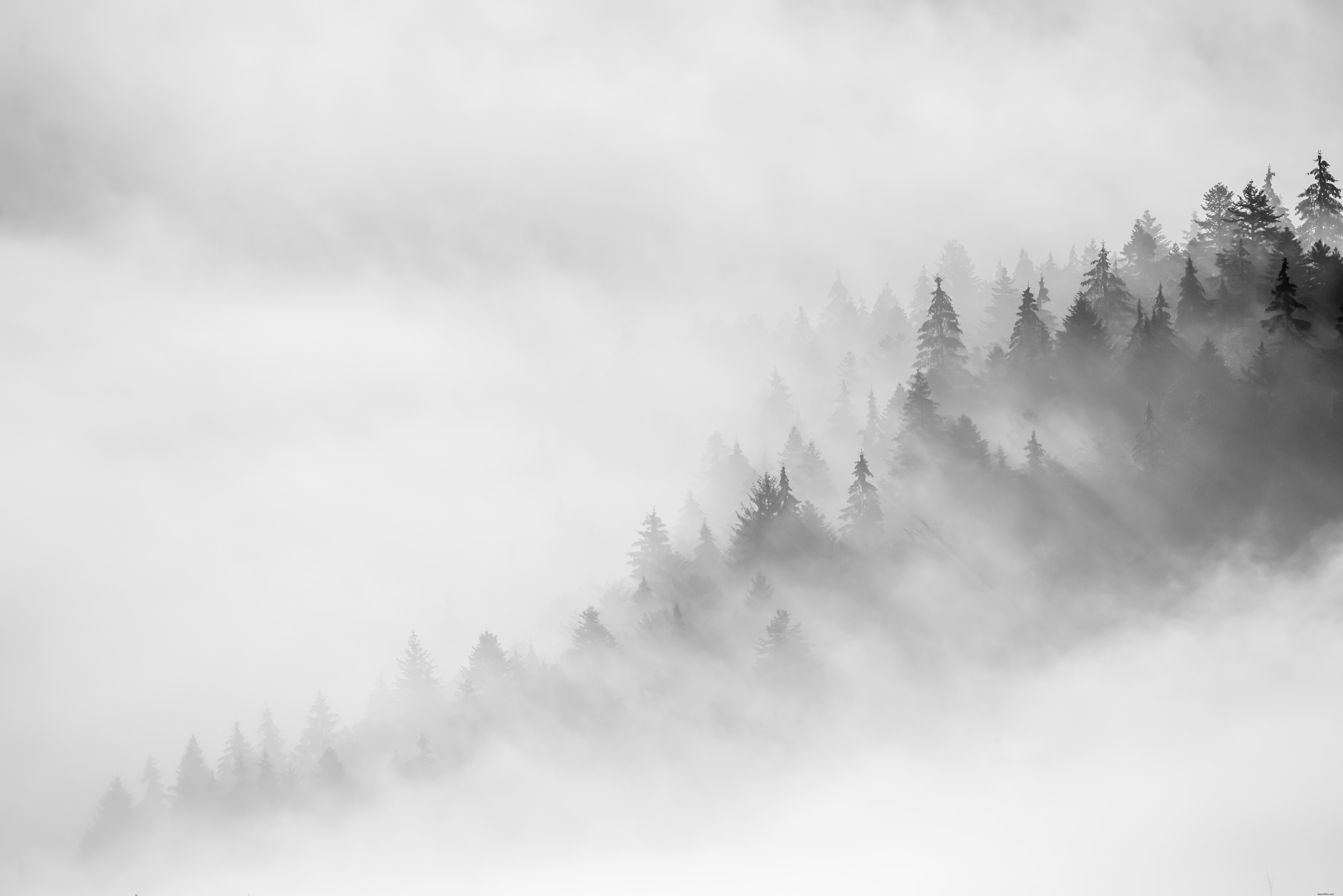 Foto monocromática de névoa sobre árvores. 
