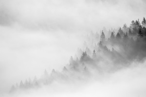 Foto monocromática de névoa sobre árvores. 