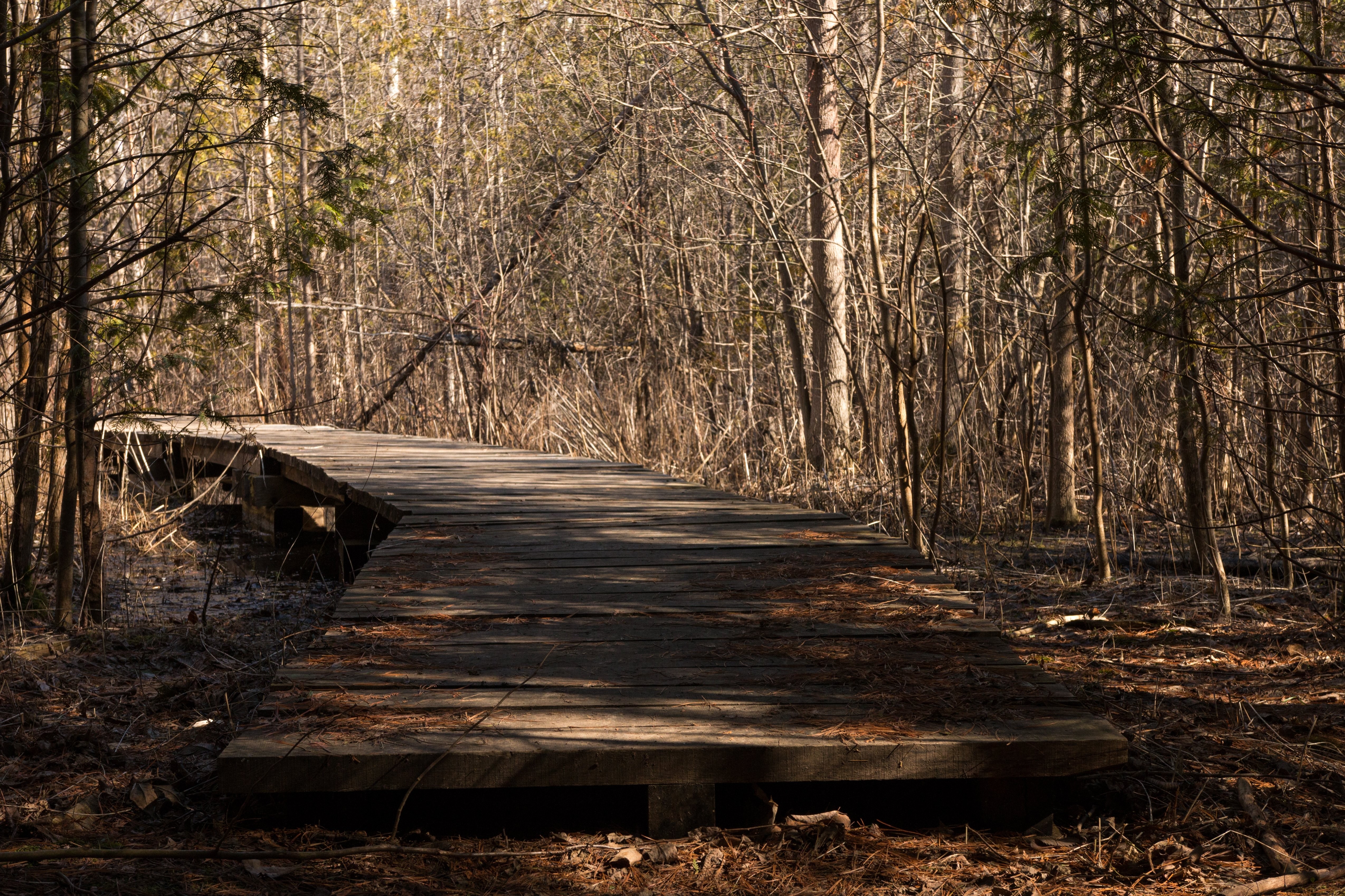 Un sentiero di legno vuoto nel bosco foto 