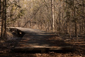 Foto de uma trilha de madeira vazia na floresta 
