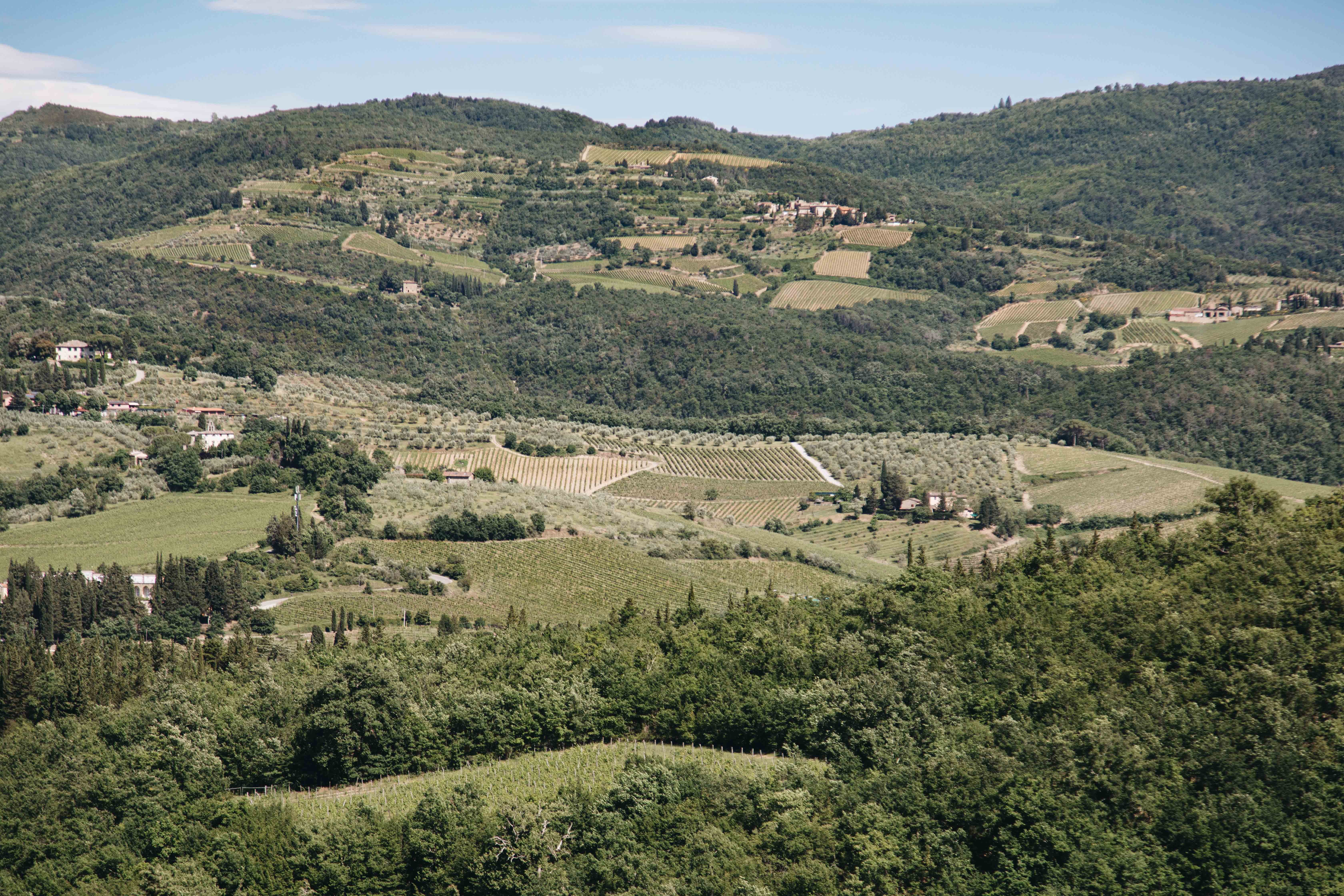 Casas y viñedos esparcidos en la foto de la ladera 