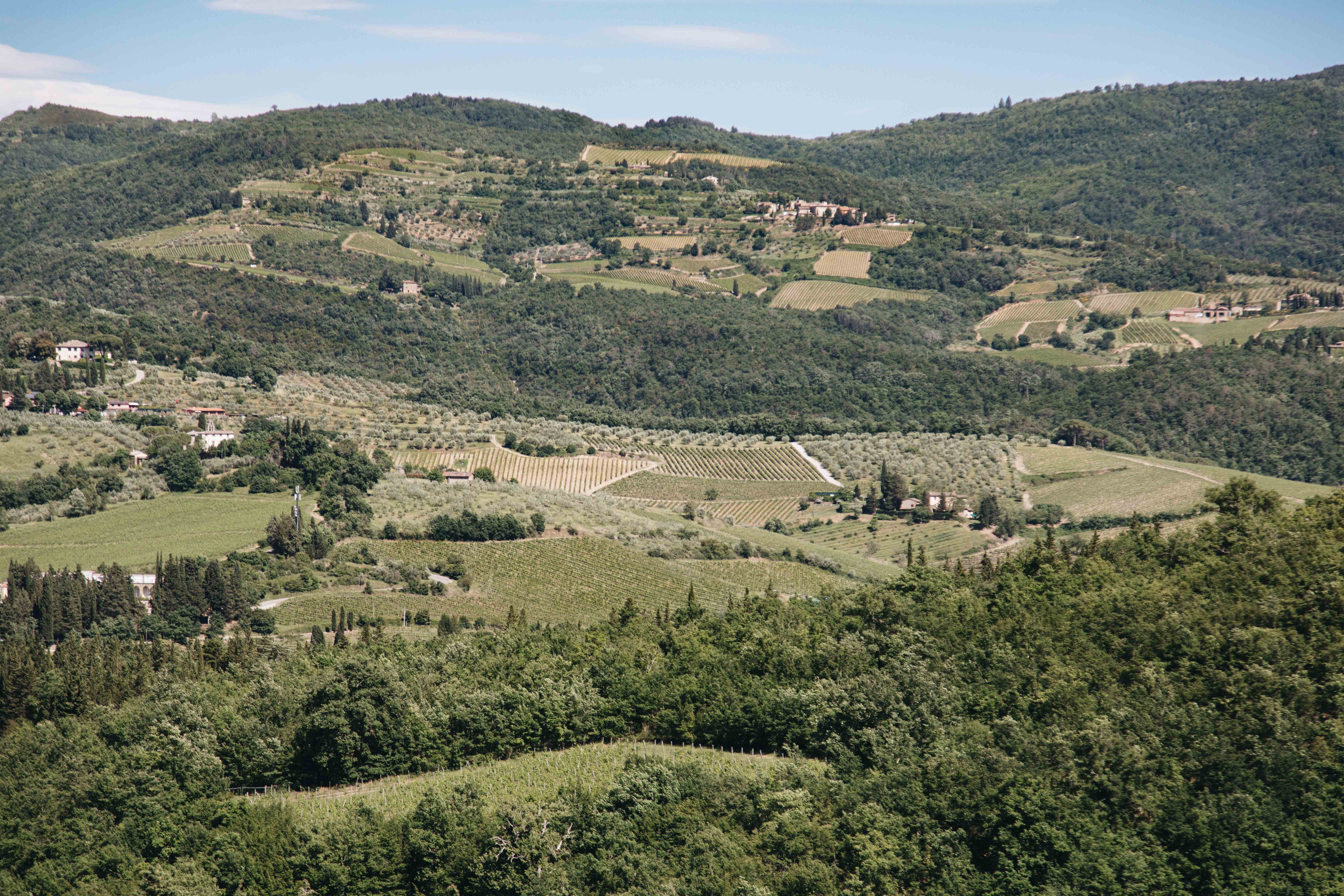 Case e vigneti sparsi su una collina foto 