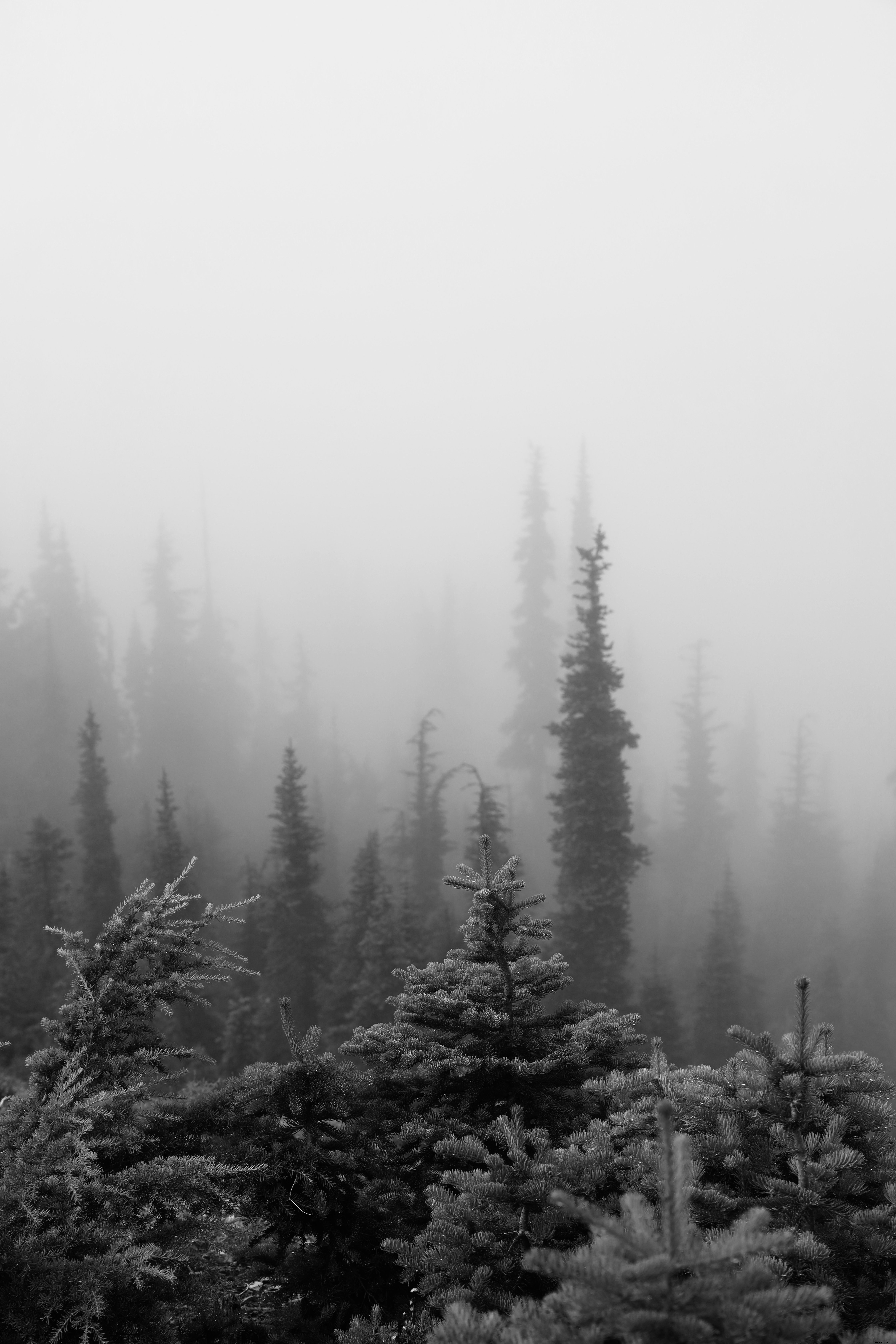 濃い白い霧の写真の常緑樹 