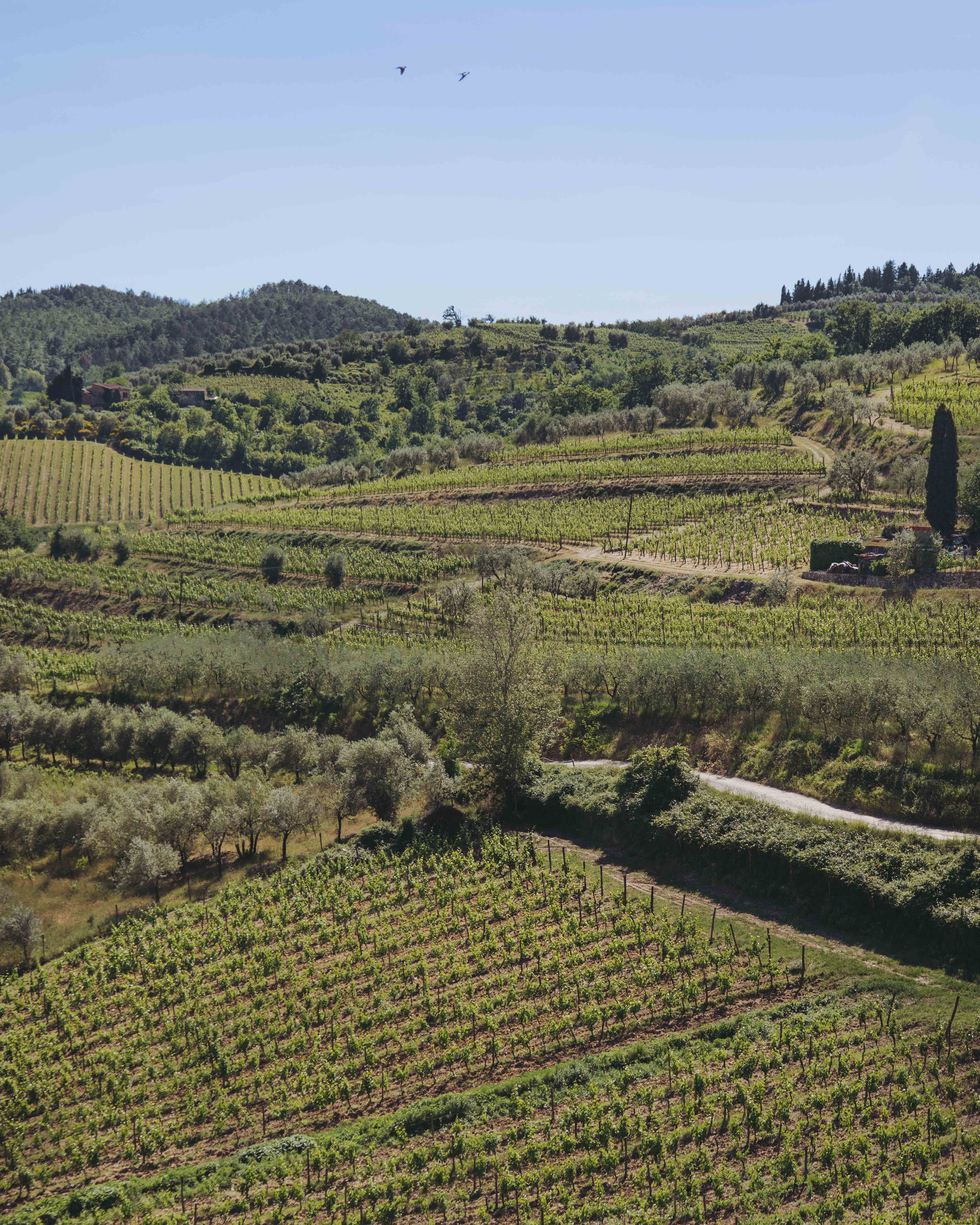 Montagneux Vine Yard Ci-dessous Ciel Bleu Photo 