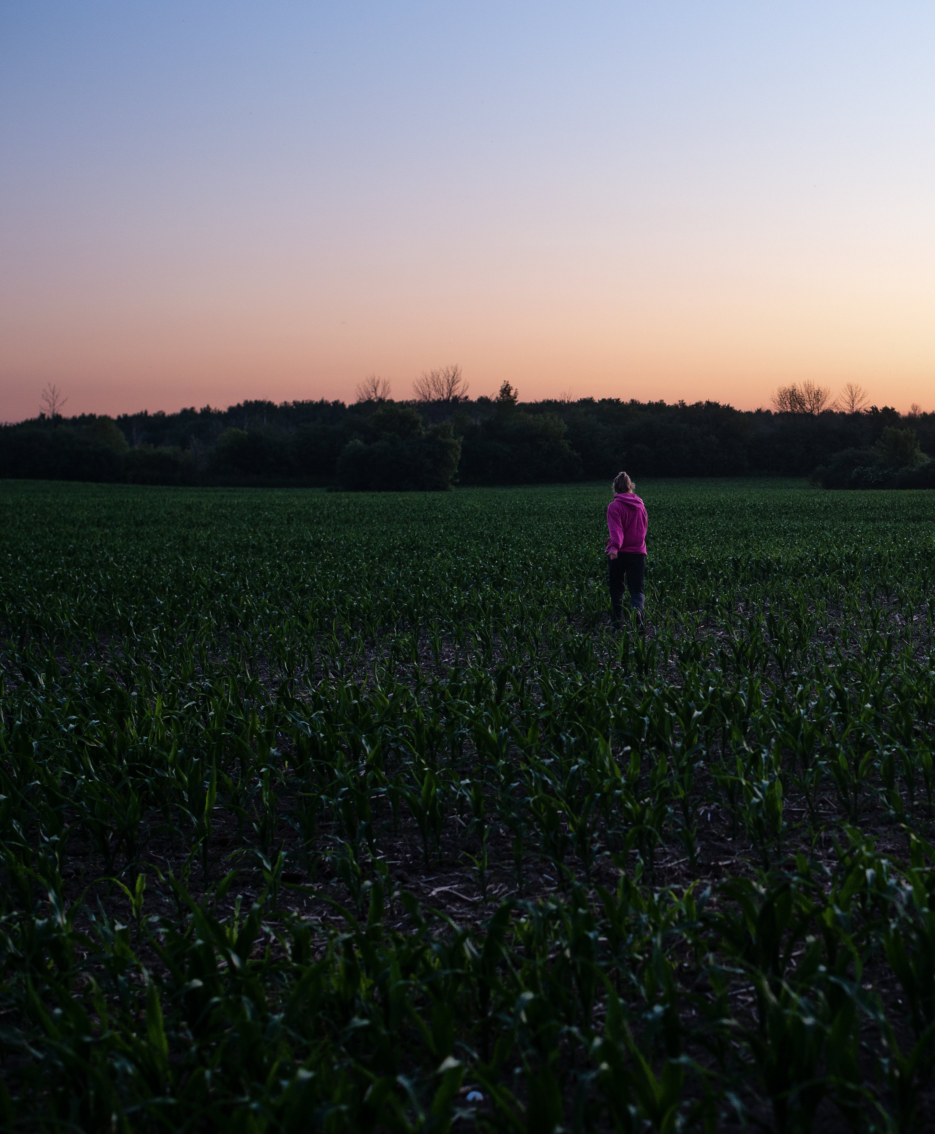 Pessoa vestida de rosa caminha em um campo de pequenas plantas de milho Foto 