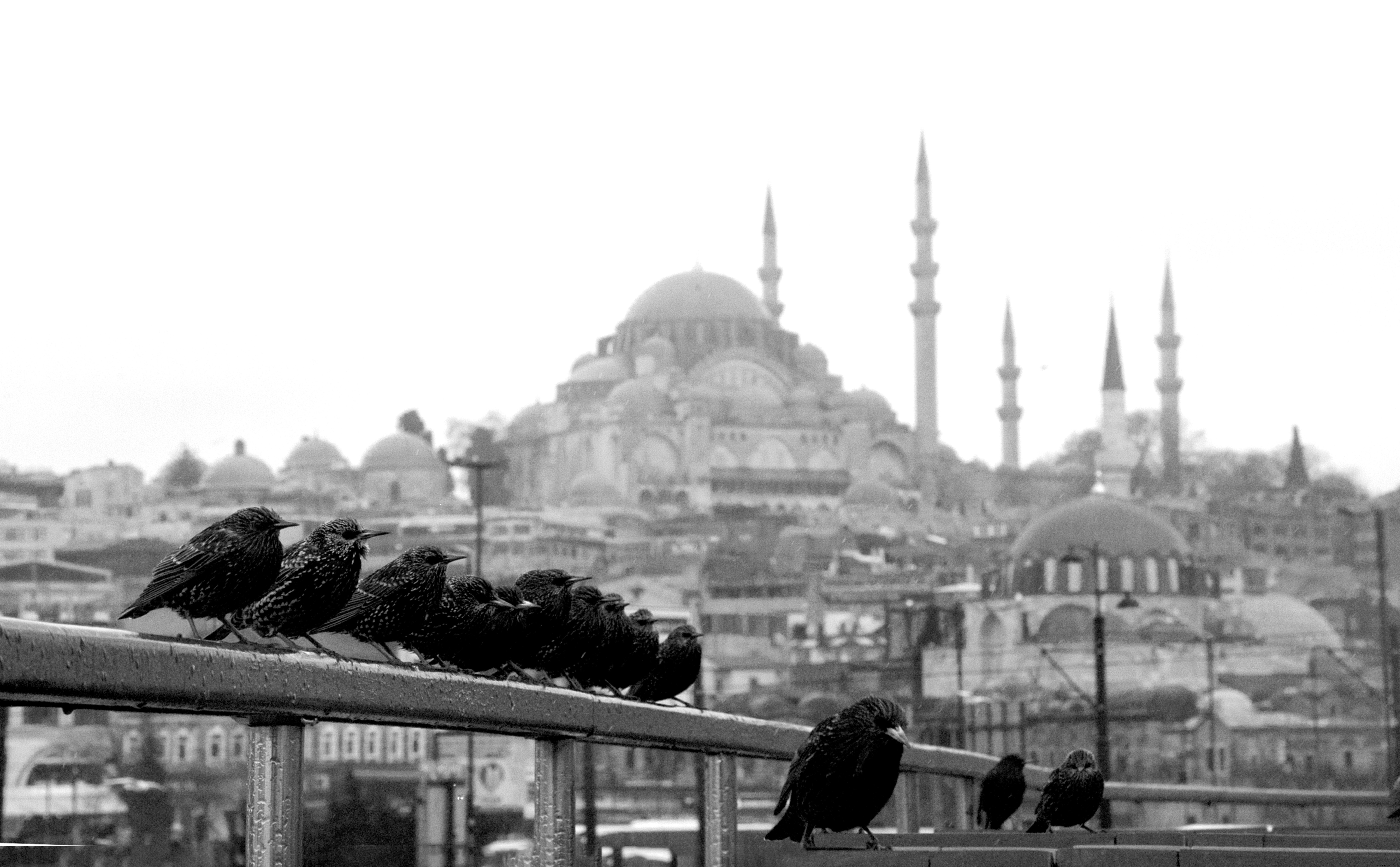 Fotografía en blanco y negro de pájaros en una valla en una foto de fila 