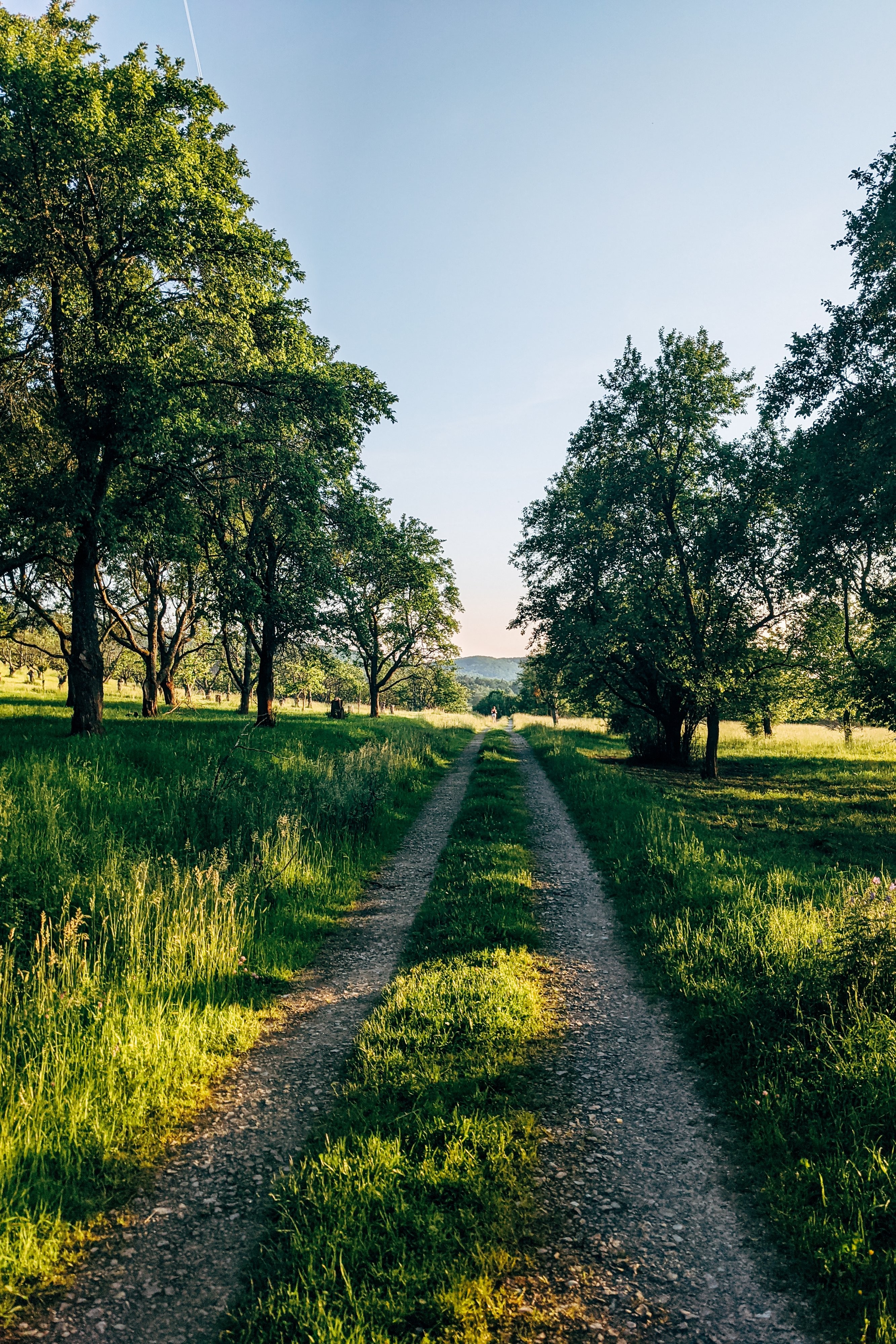 Route herbeuse bordée d arbres avec des gens au loin Photo 