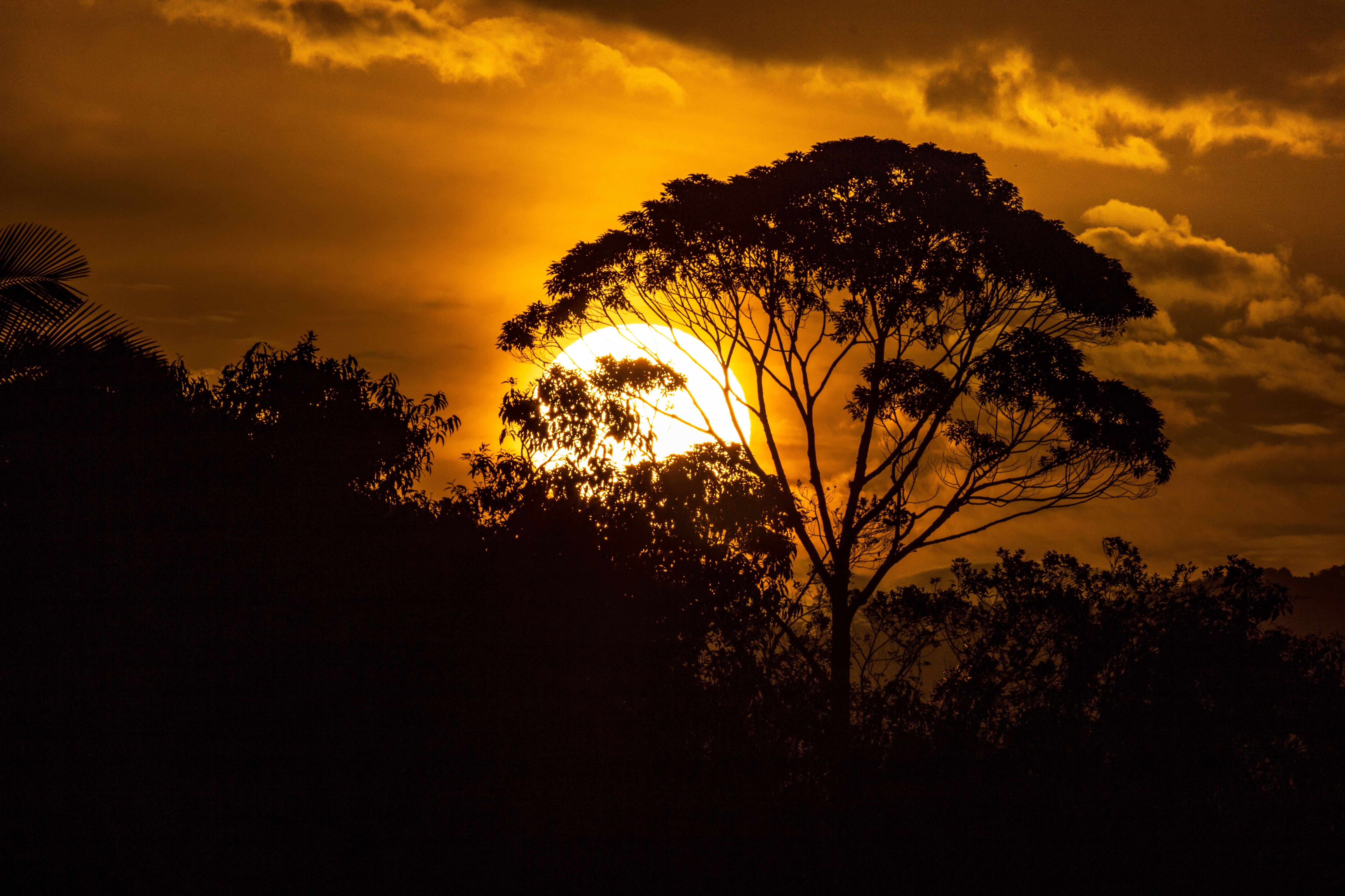 Puesta de sol naranja y siluetas de los árboles cerca de la foto 