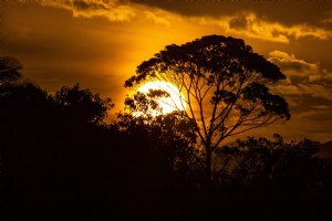 O sol laranja se põe e mostra as silhuetas das árvores próximas à foto 