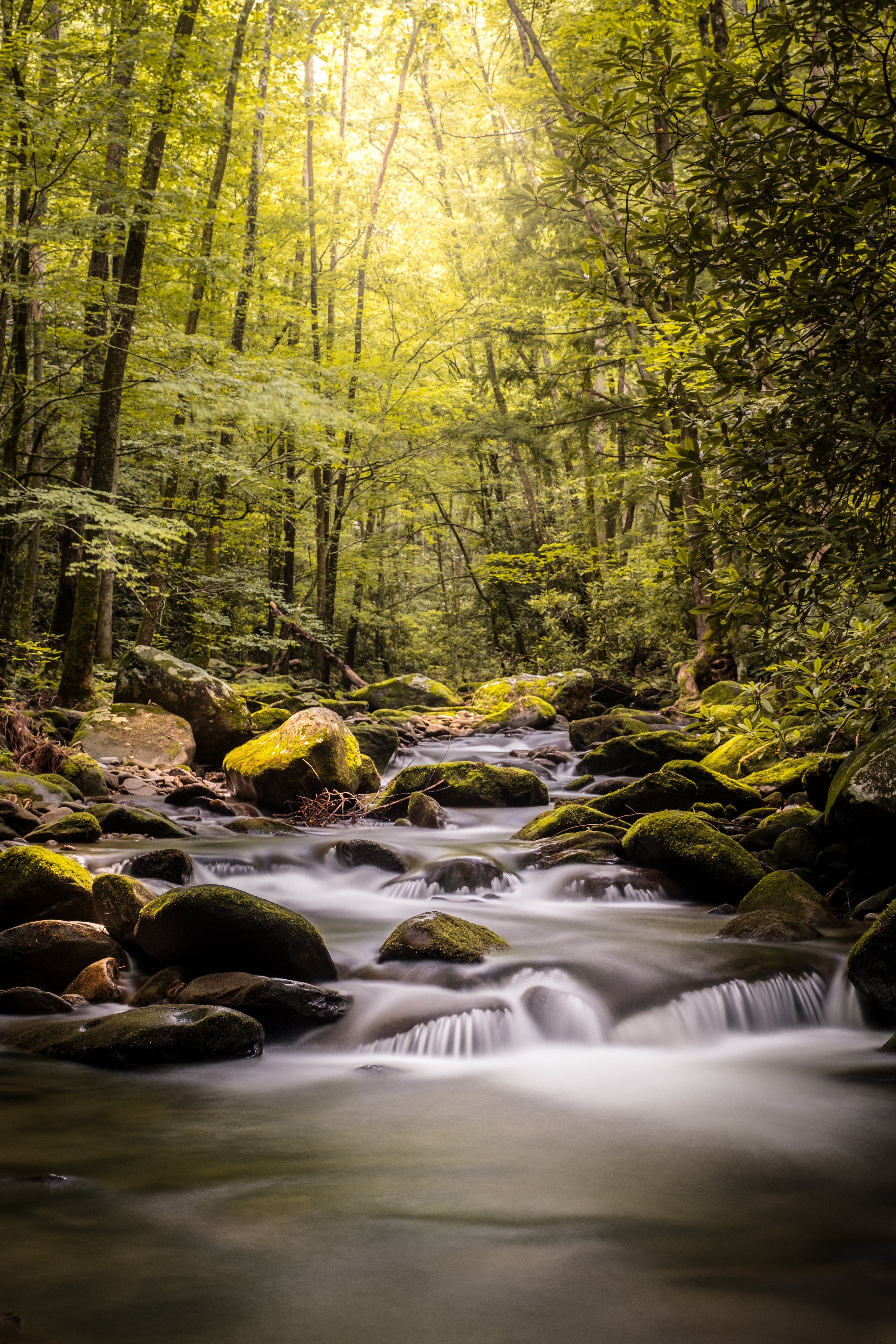 Foto di una foresta verde e di un fiume muschioso 