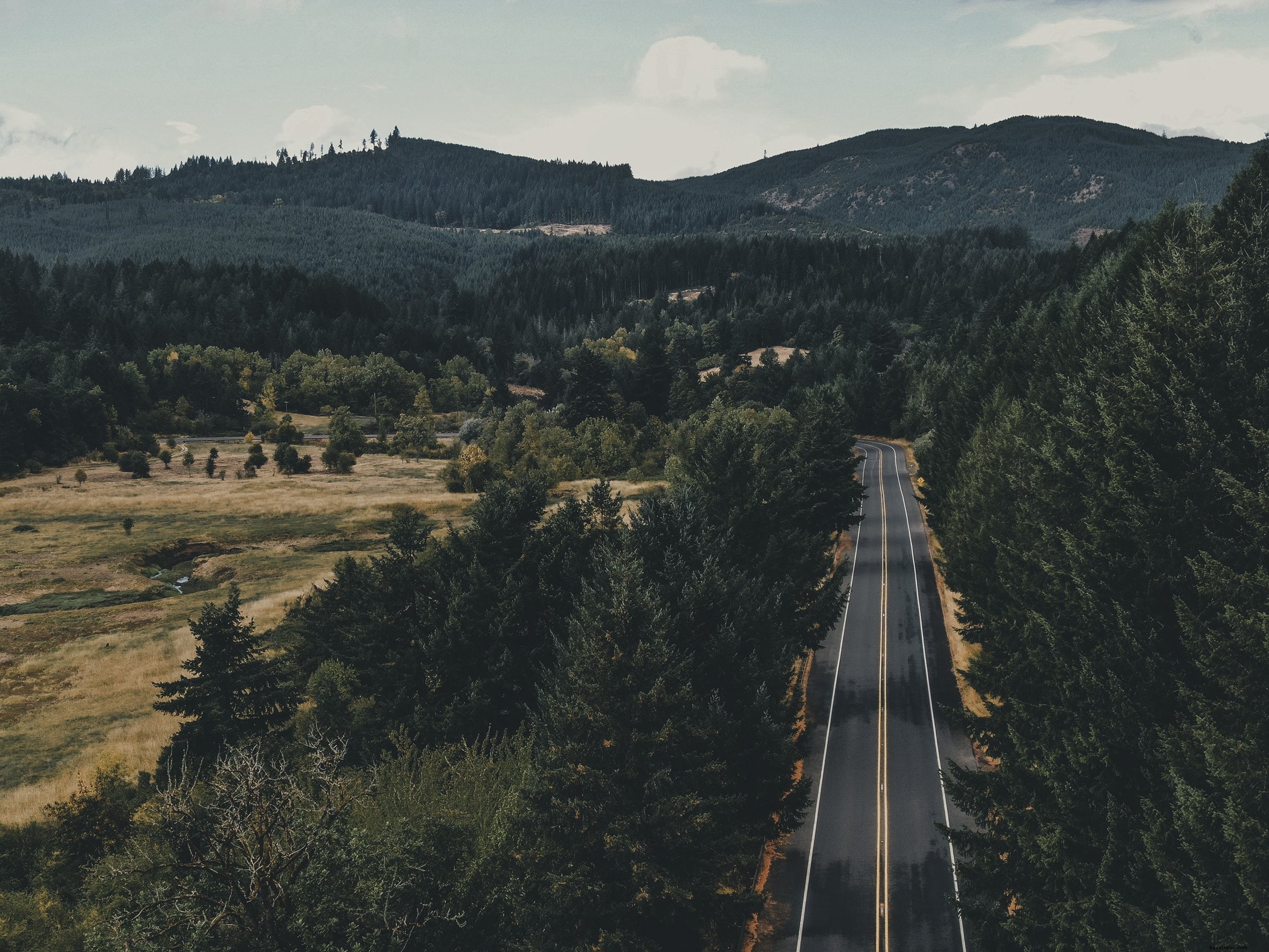 Foto de estrada pavimentada com árvores verdes altas 