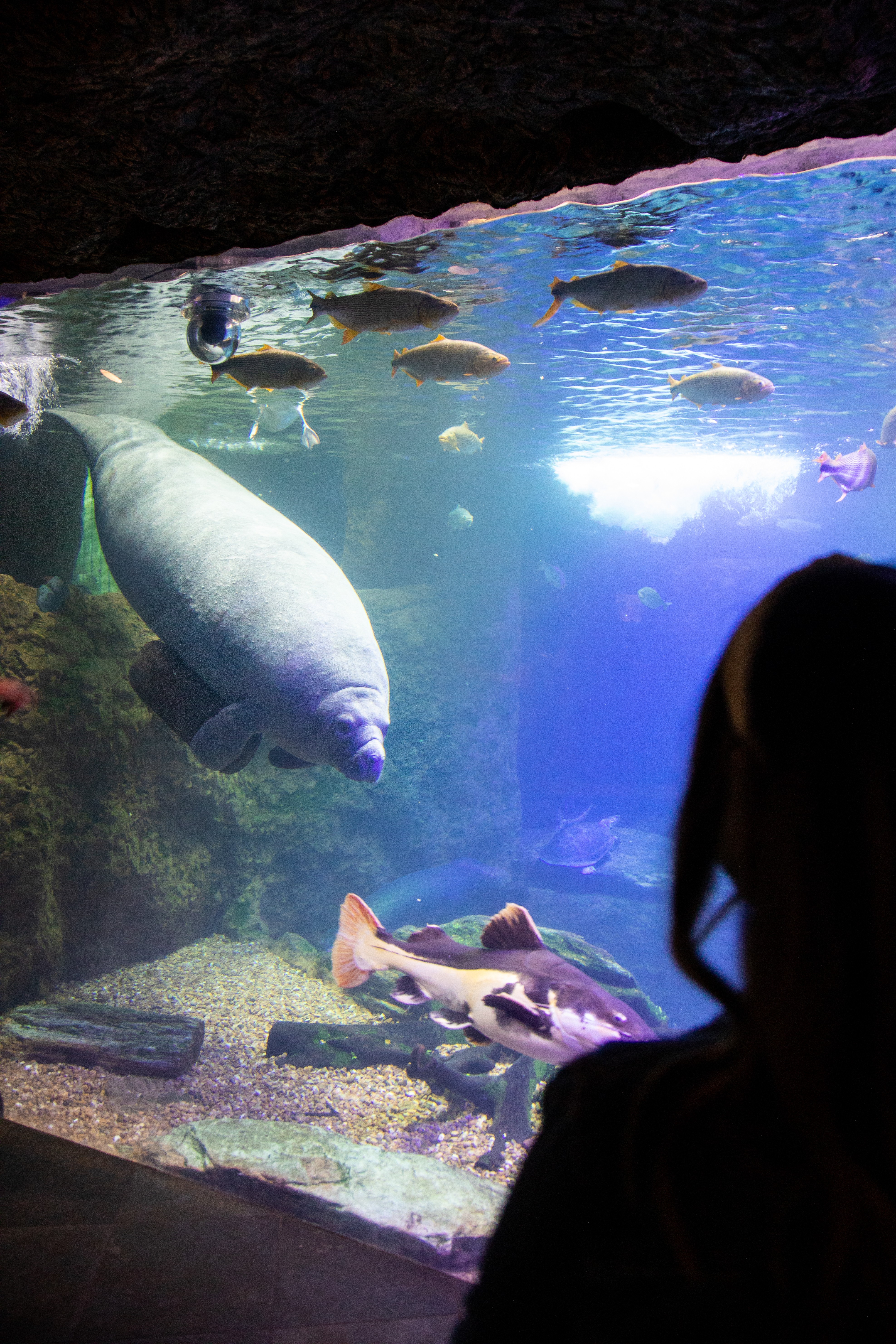 Essai photographique :L Aquarium mondial de Dallas 