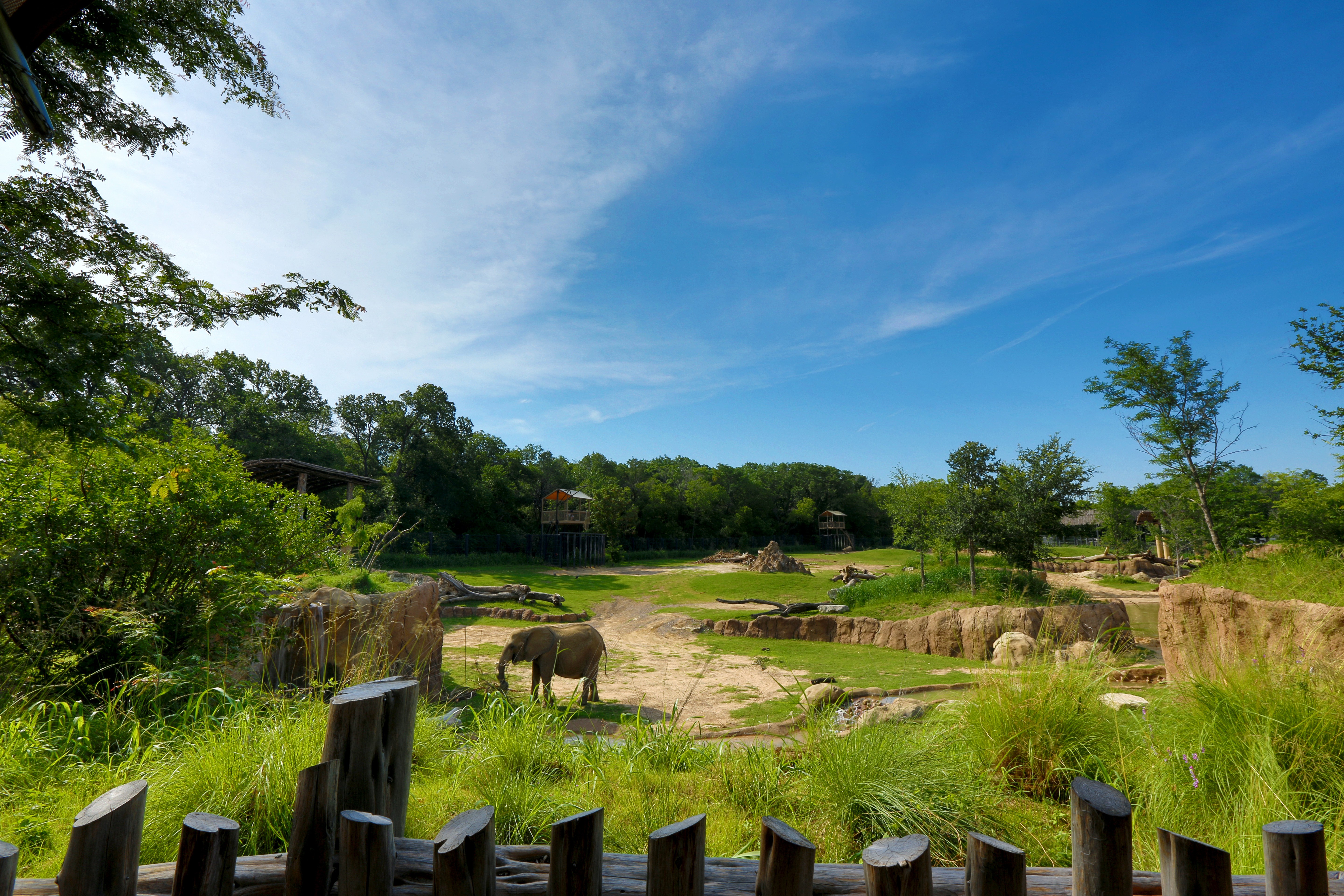 Embárcate en tu propio safari en el zoológico de Dallas 