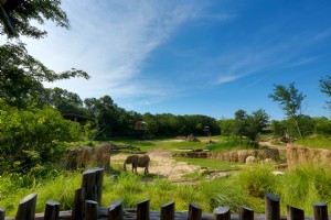 Embarquez pour votre propre safari au zoo de Dallas 