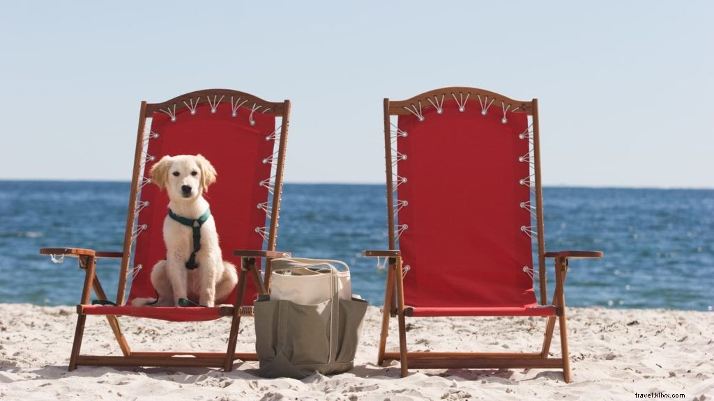 Los 10 mejores hoteles y resorts que admiten mascotas en los EE. UU. 