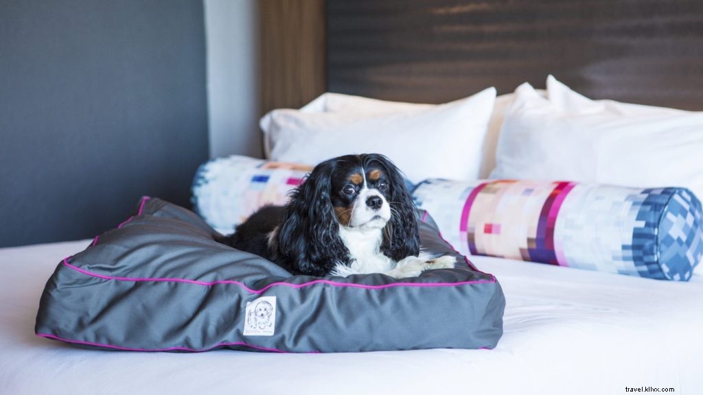Los 10 mejores hoteles y resorts que admiten mascotas en los EE. UU. 