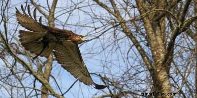 Observación de aves y migración de halcones en la temporada de otoño 