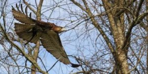 Observation des oiseaux et migration des faucons à l automne 
