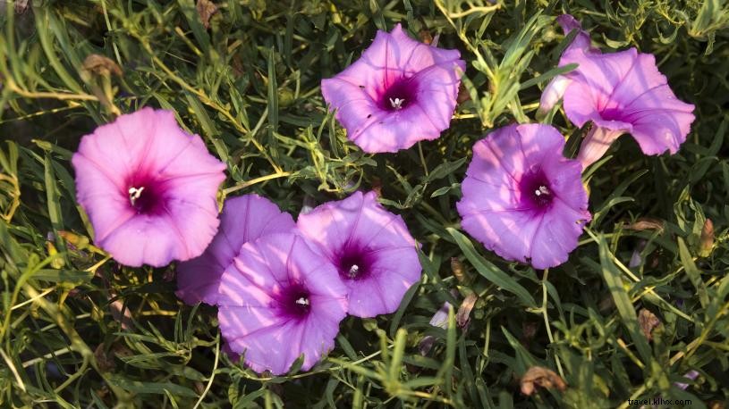 4 ótimos lugares para admirar as flores silvestres de Nebraskas 