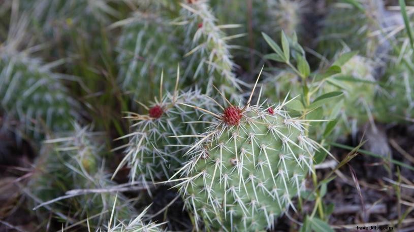 4 grands endroits pour admirer les fleurs sauvages du Nebraskas 