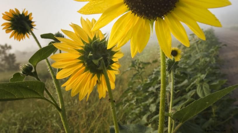 4 ótimos lugares para admirar as flores silvestres de Nebraskas 