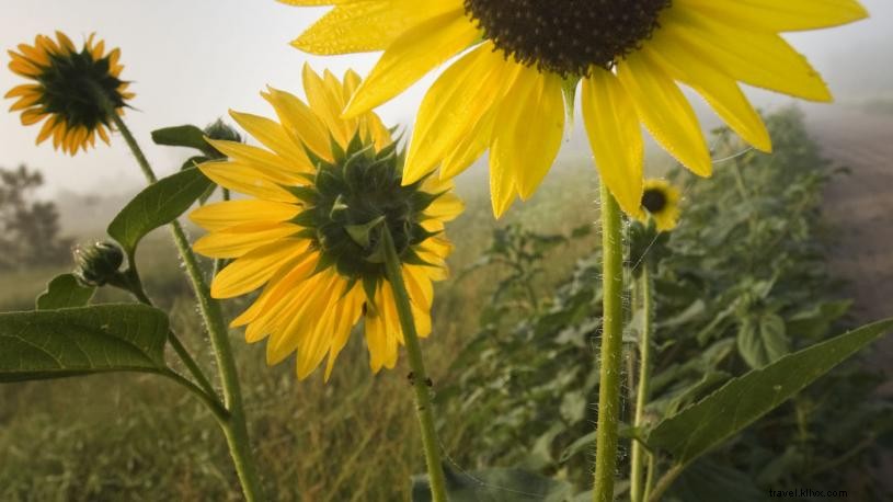 4 grands endroits pour admirer les fleurs sauvages du Nebraskas 