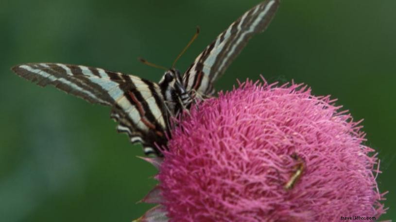 4 grands endroits pour admirer les fleurs sauvages du Nebraskas 